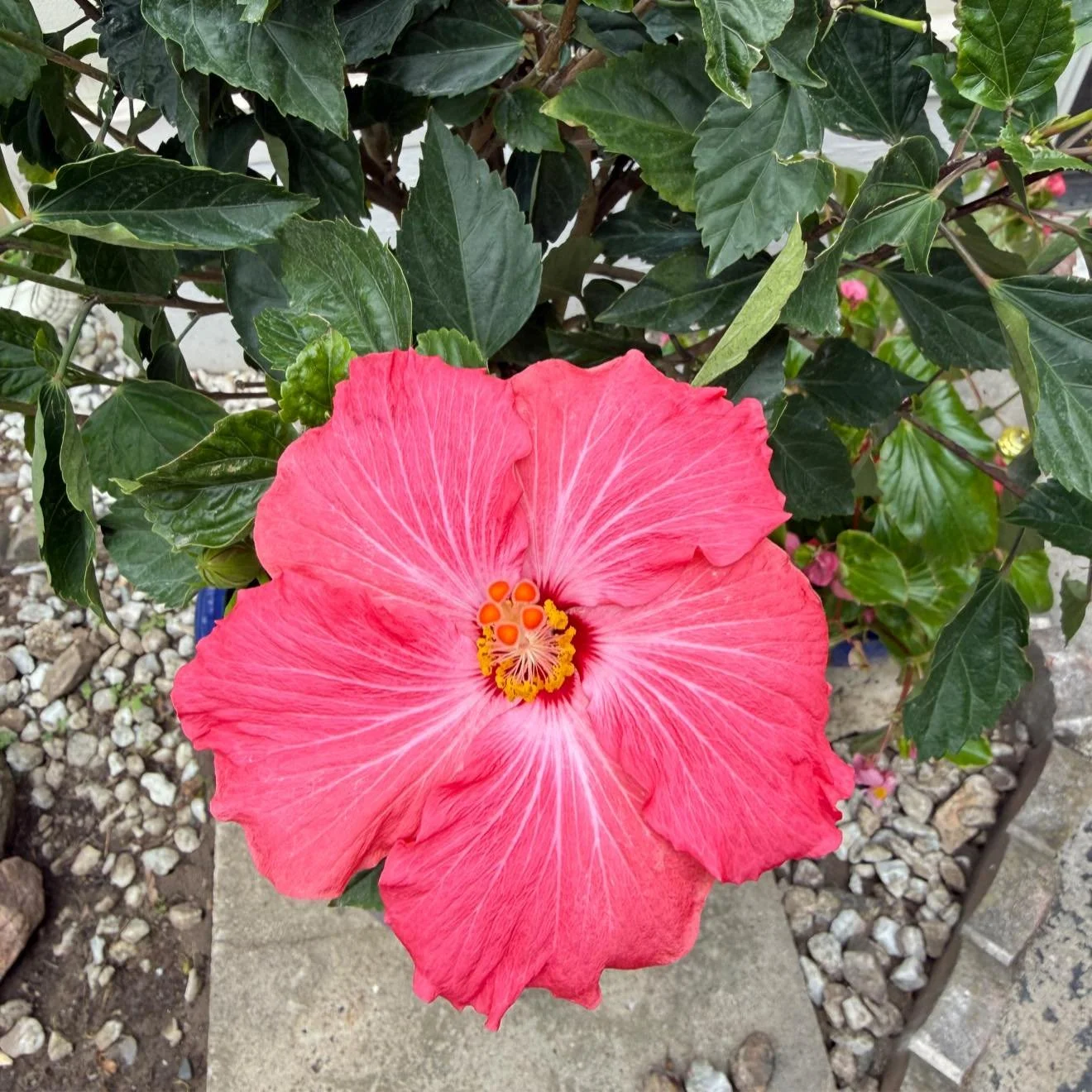 The hibiscus tree is the gift that keeps on giving.