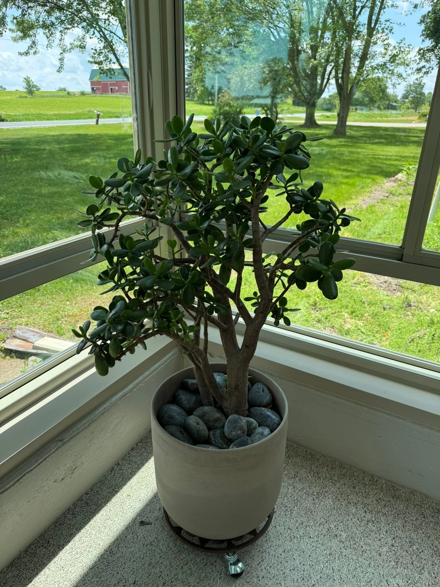 Now that we&rsquo;ve cleaned the windows, allow me to show off this beautiful jade plant that mom (Patti) gifted us!! What should we name her?! She&rsquo;s gorgeous, isn&rsquo;t she?! Shoutout to my sister Sara for transporting and lifting for mom an