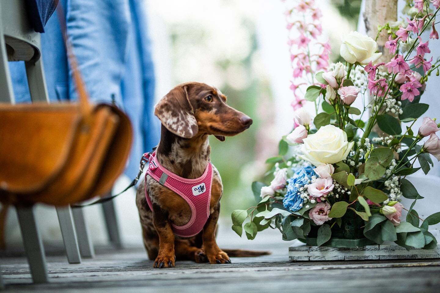 Mich haben soeben die Fotos von dem allerliebsten Brautpaar erreicht und ich sage es euch... ein Traum!!! Ich musste dieses Bild posten, es ist einfach so entzückend 🤩
.
#summerwedding #brideandgroom #weddingdog #doglover #weddingvibes #wedding2020