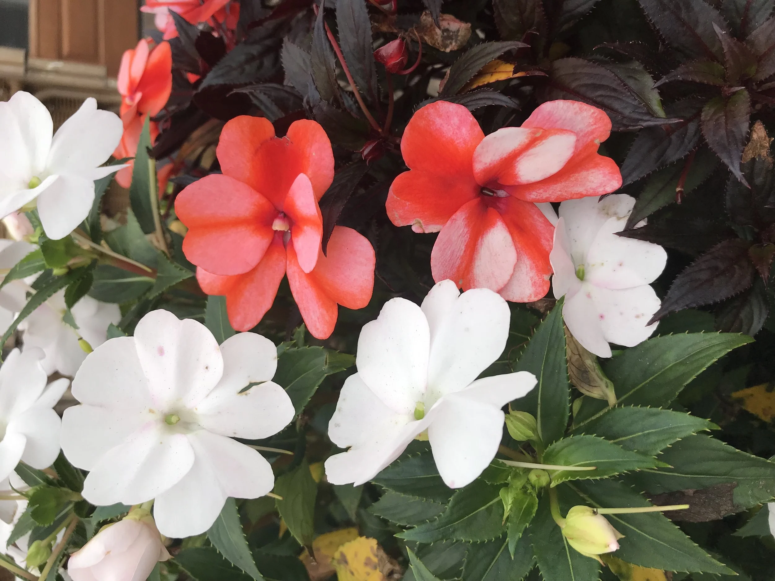 JANUARY 2019 Simplifying with EndorphinGirl®