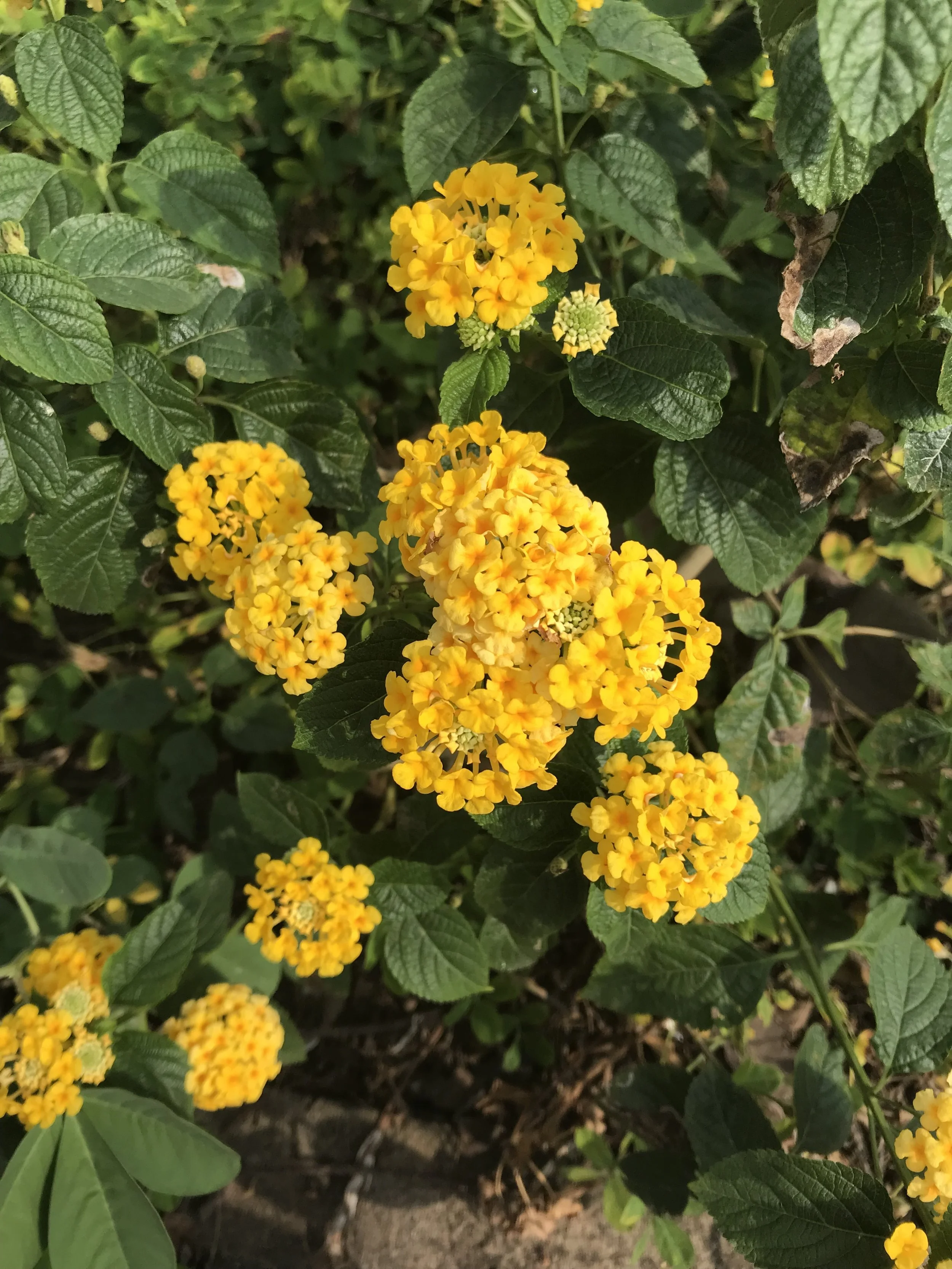 MARCH 2019 Unpacking Vulnerability with EndorphinGirl®