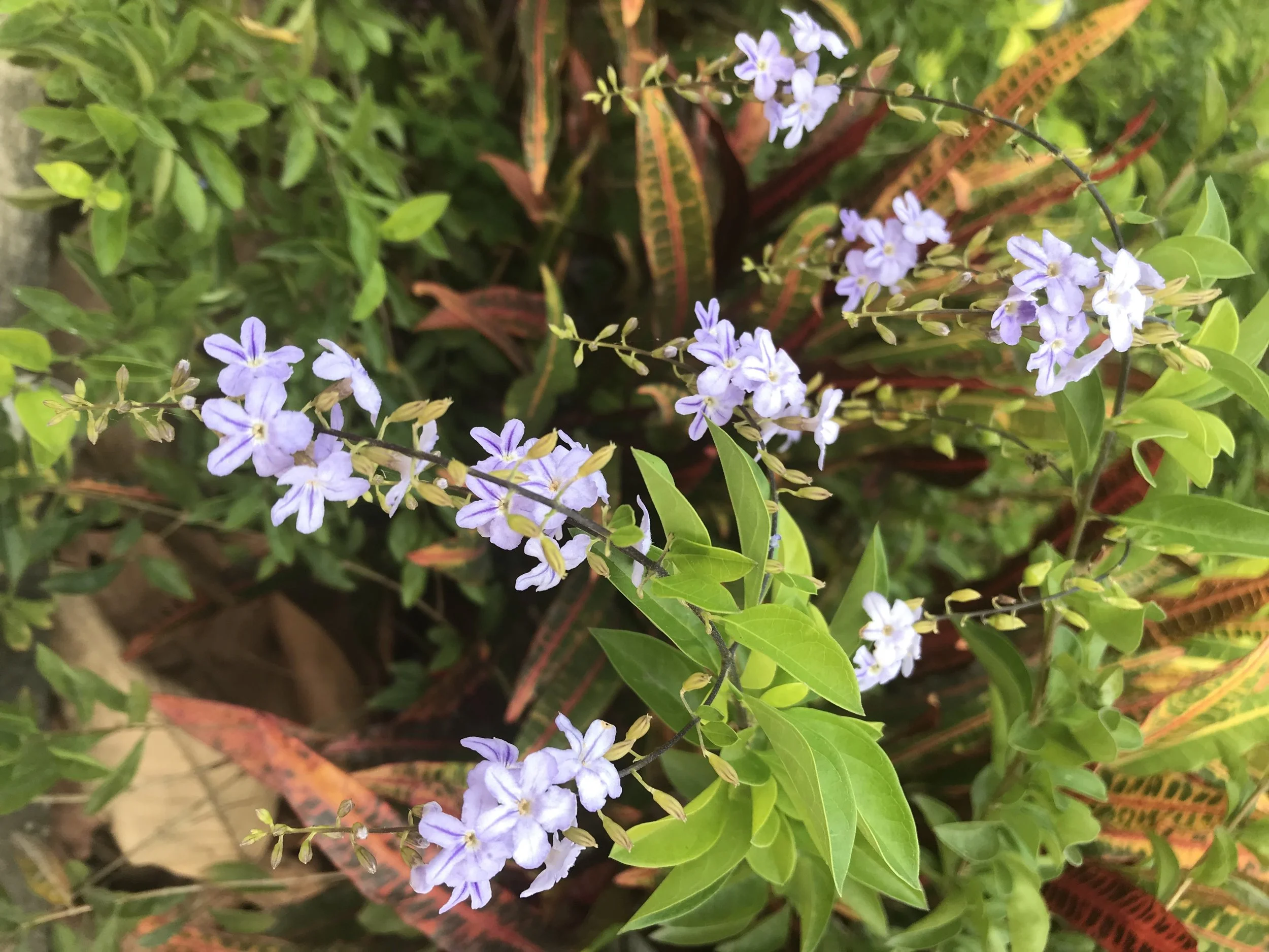 MAY 2019 (Dis)connecting with EndorphinGirl®