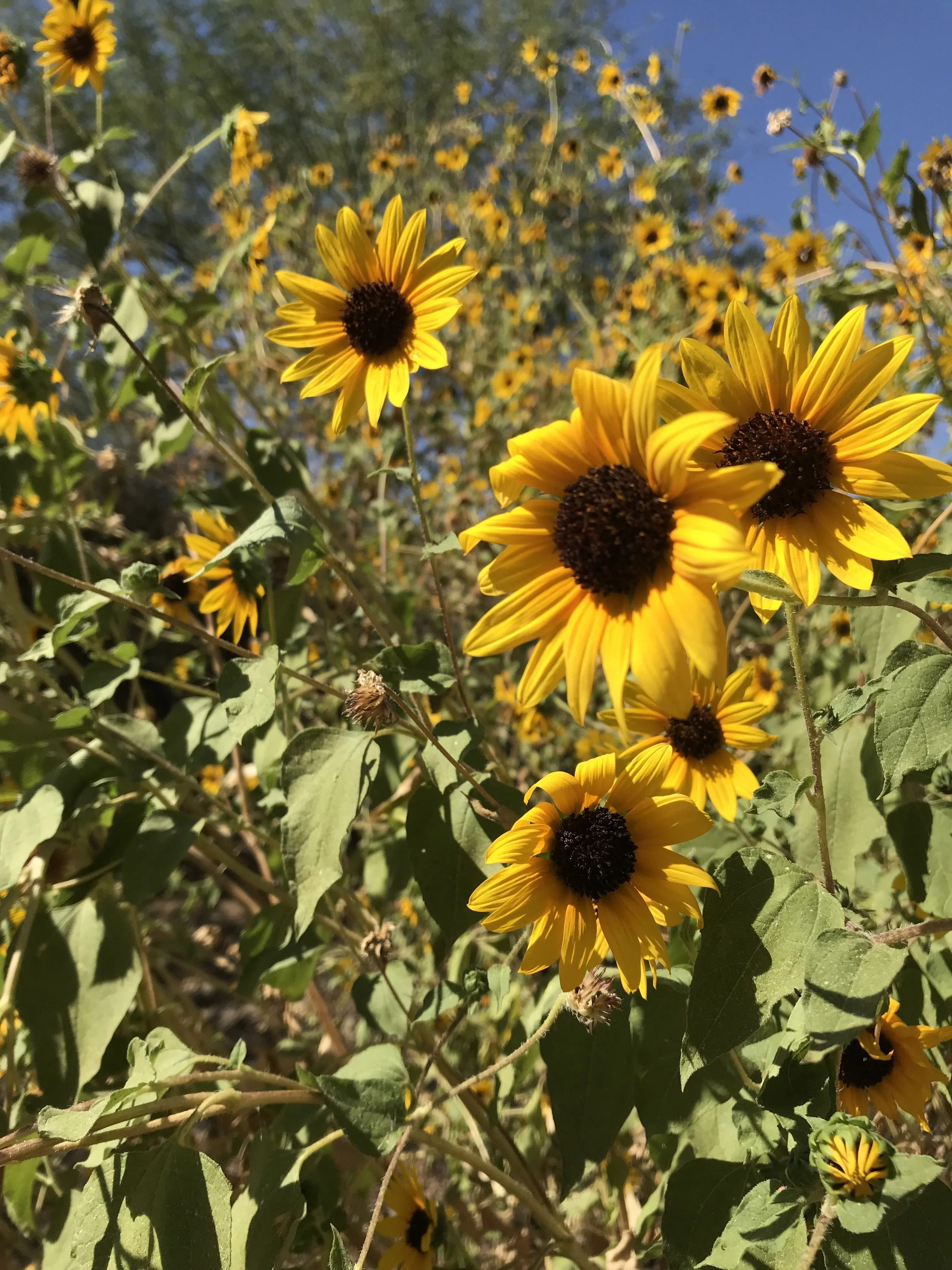 JUNE 2019 Loving the Sun with EndorphinGirl®