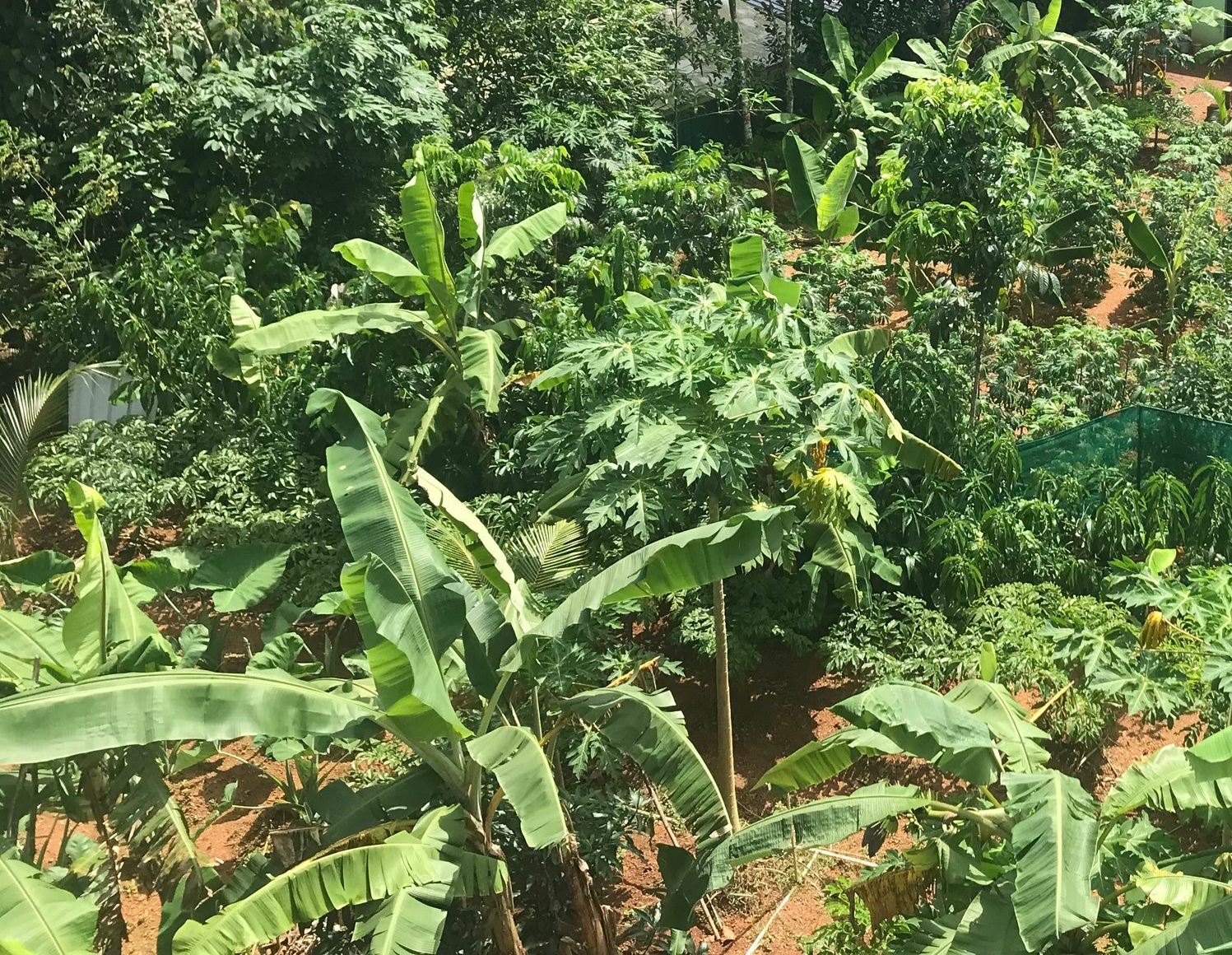 AUGUST 2019 Updates, Detox, Cleansing, and More!