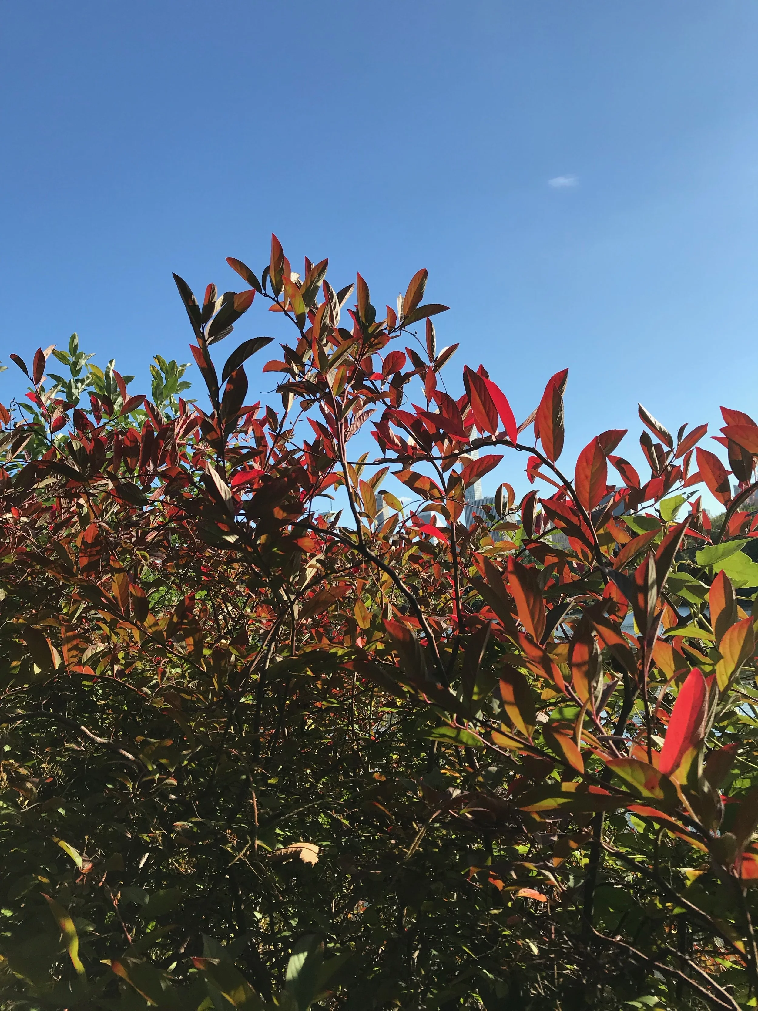 SEPTEMBER 2019 Refocusing, Essential Oils, Clarity, and More