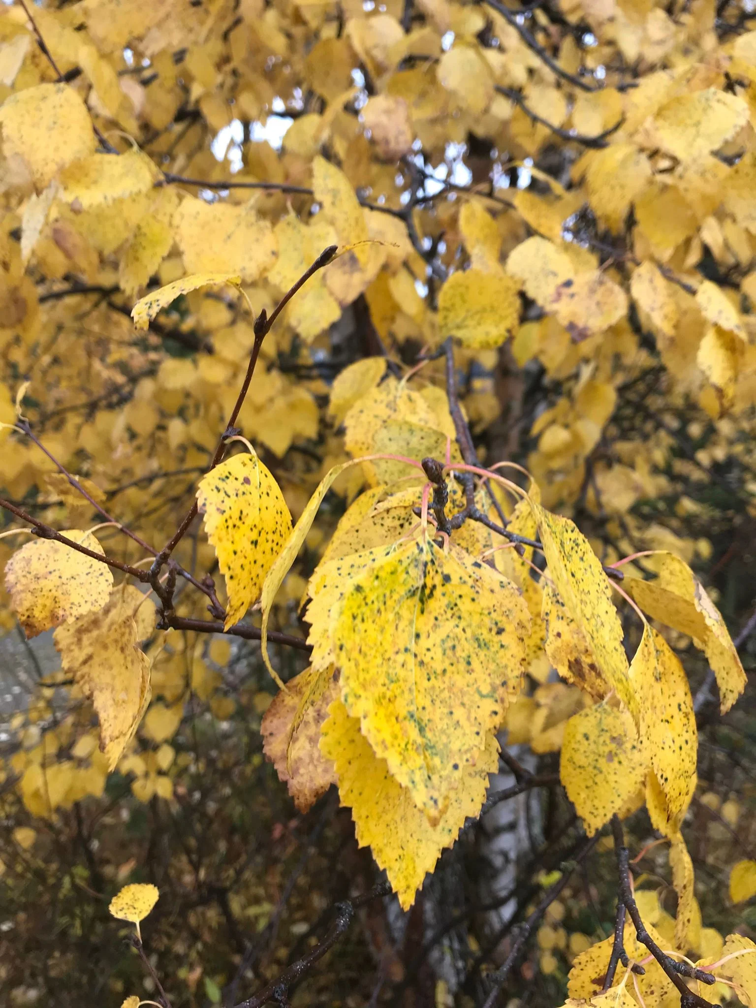 OCTOBER 2019 Fall Faves, Life Musings, and Reflections