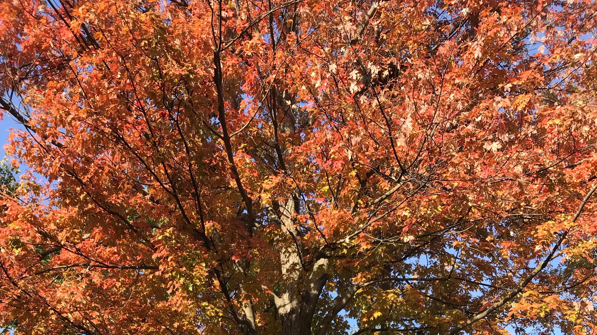 NOVEMBER 2019 All Things Essential Oils and Autumn Faves