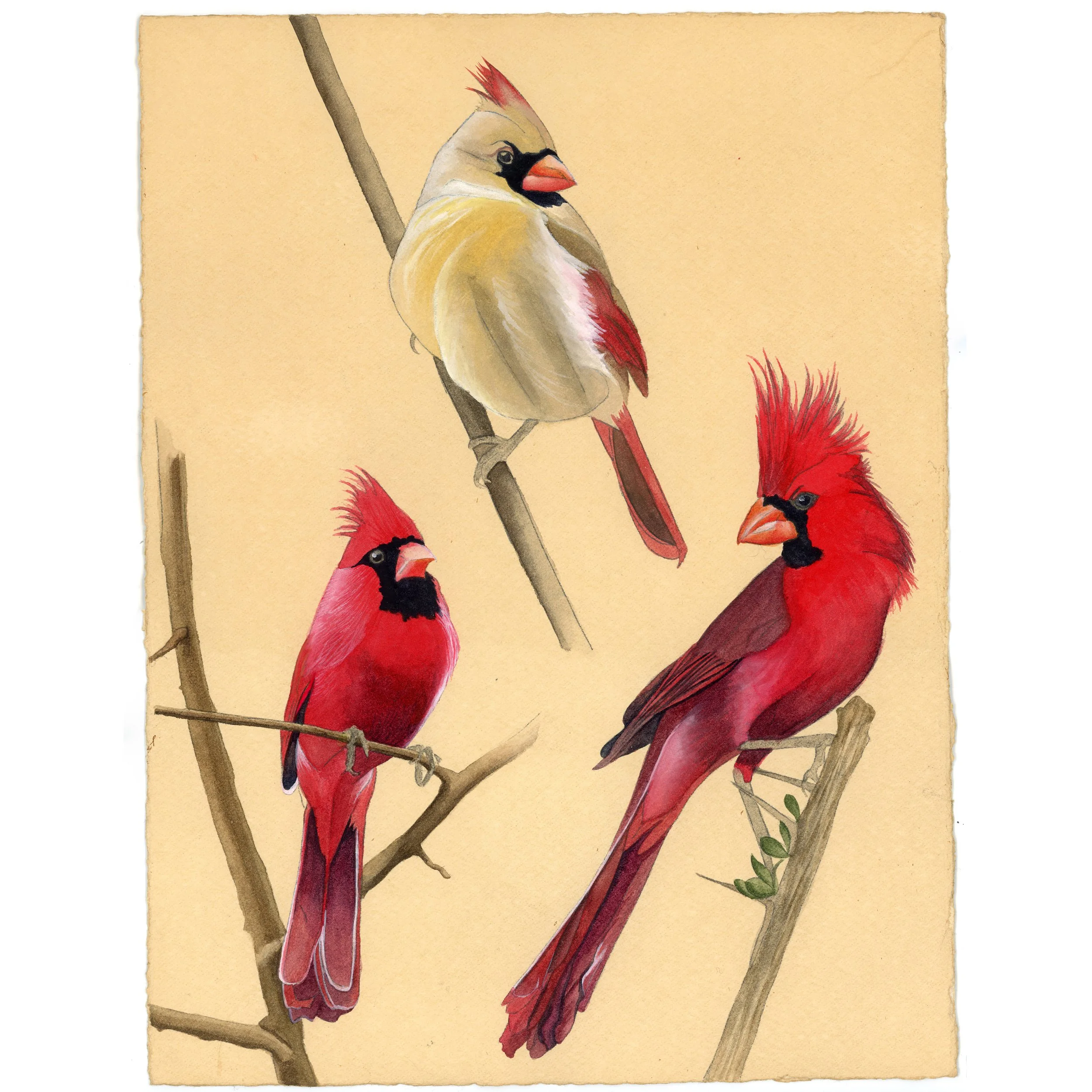 Vint Cardinals Thumbnail.jpg