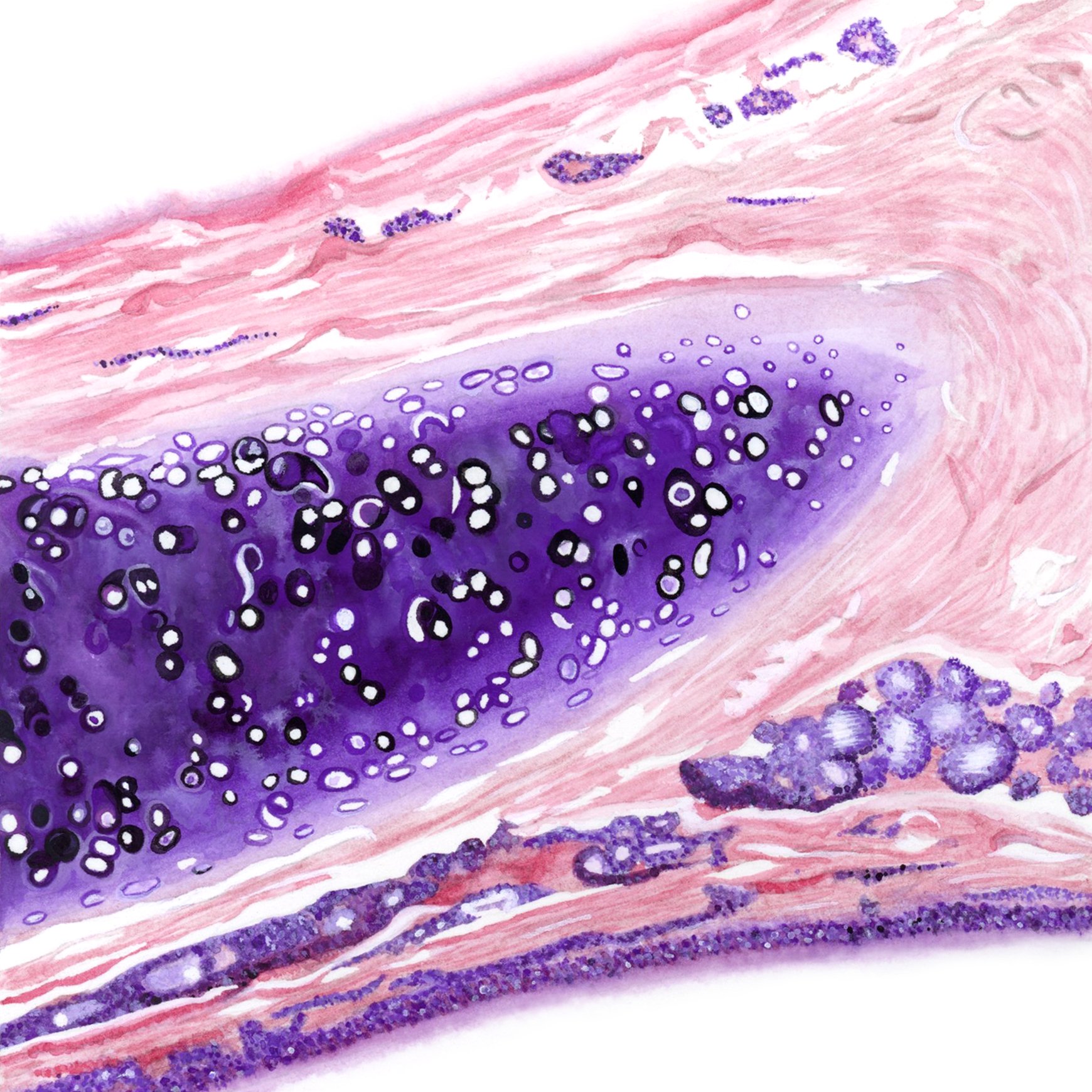 Histology Final.jpg