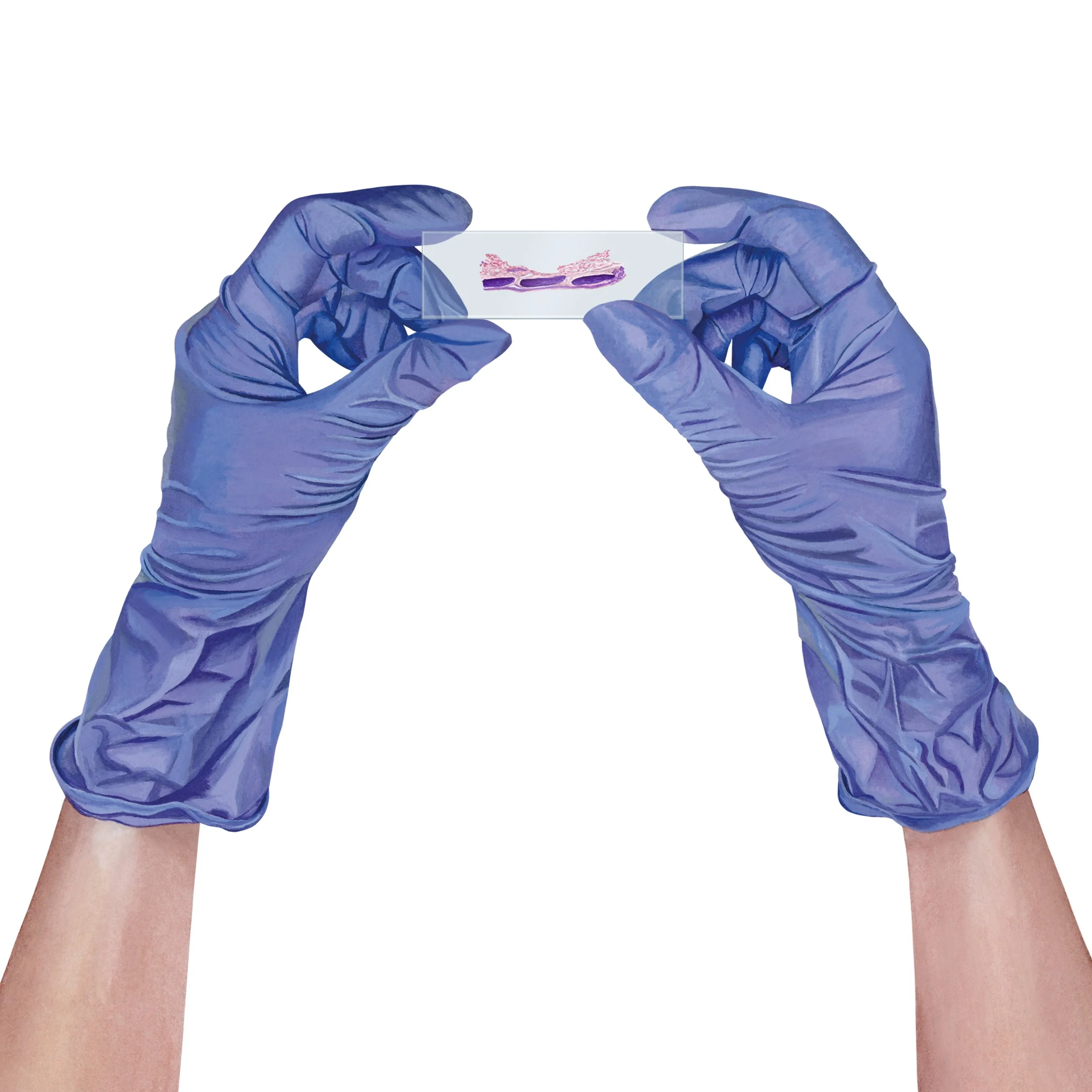 Histology for Website Med Page.jpg