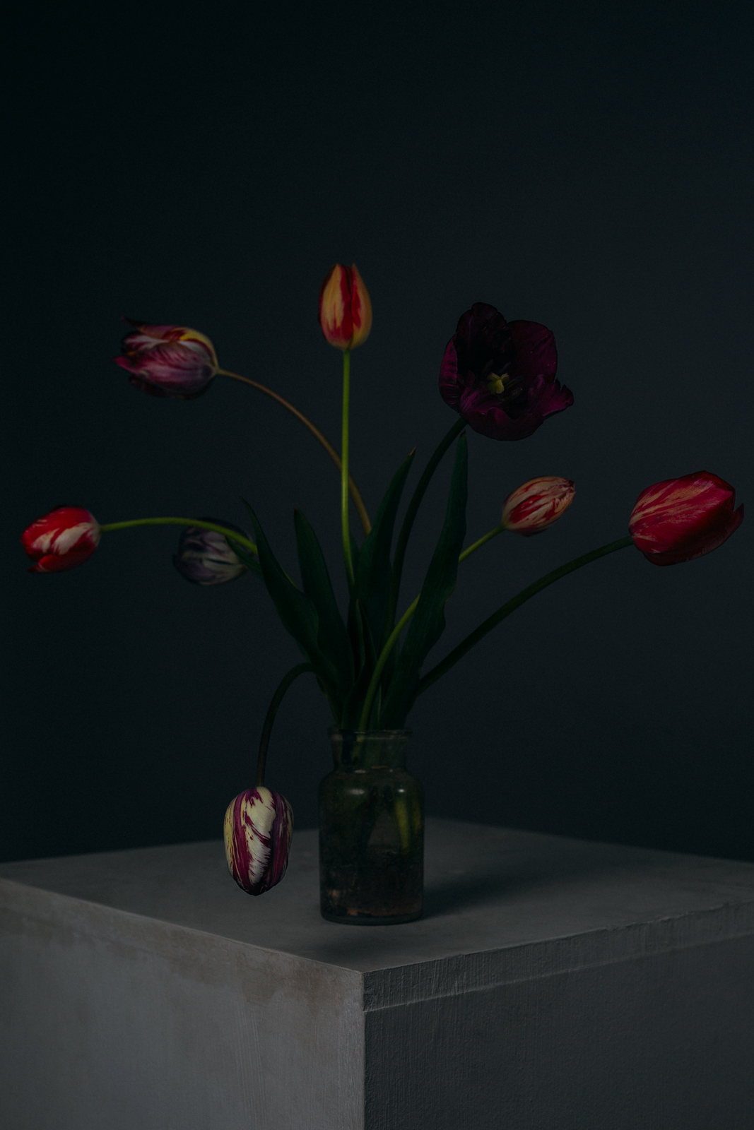 Broken Tulips