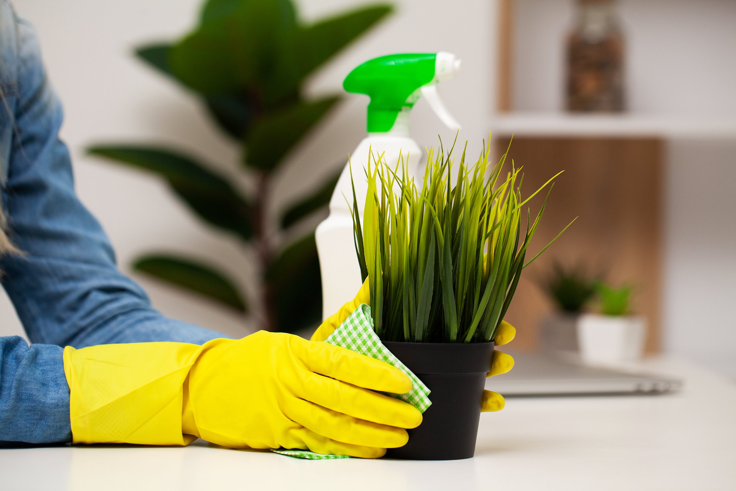 Person wearing yellow gloves and a blue shirt cleaning a potted green grass plant with a green and white cloth, with a green spray bottle in the background.