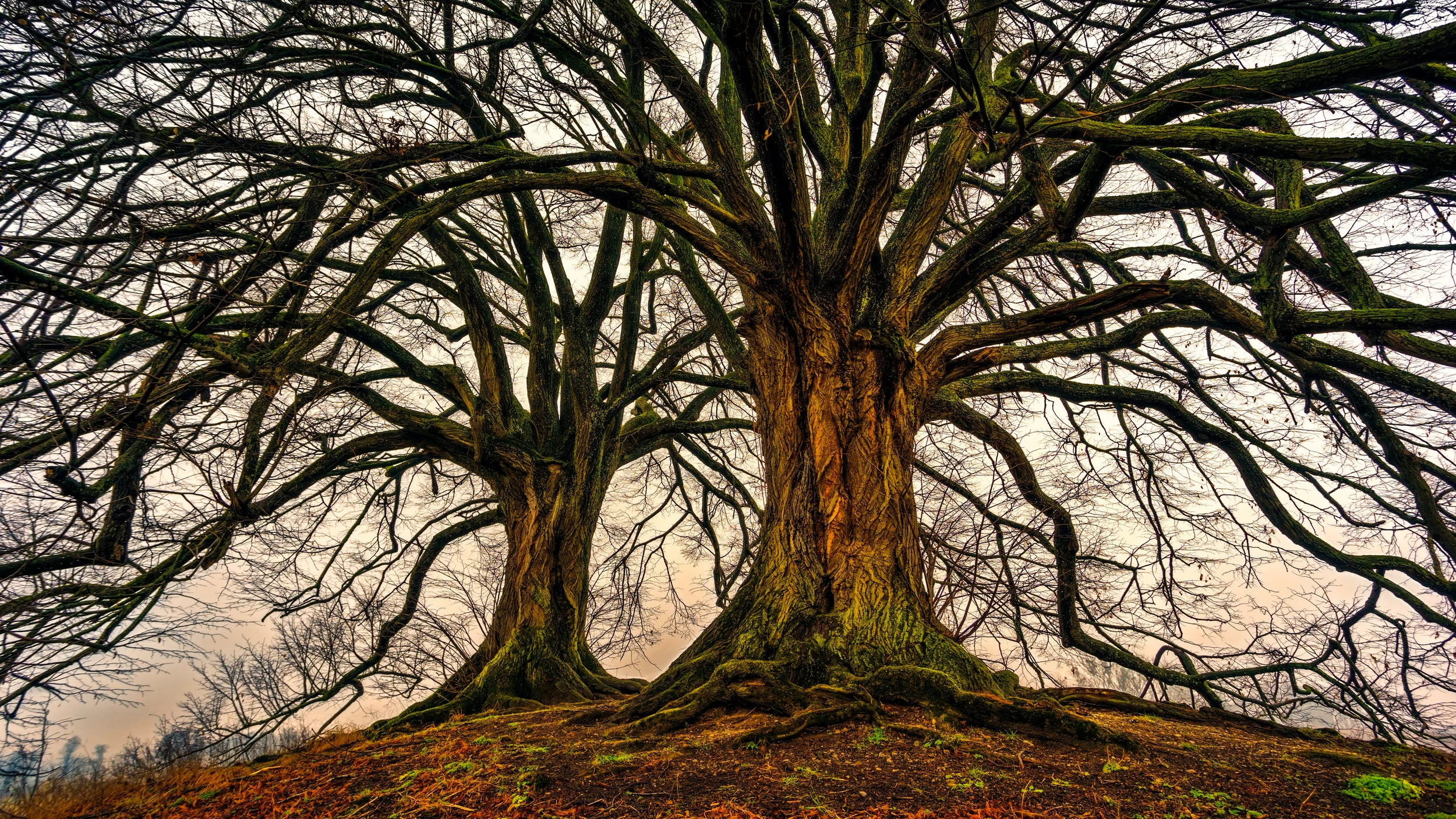 tree-3097419.jpg