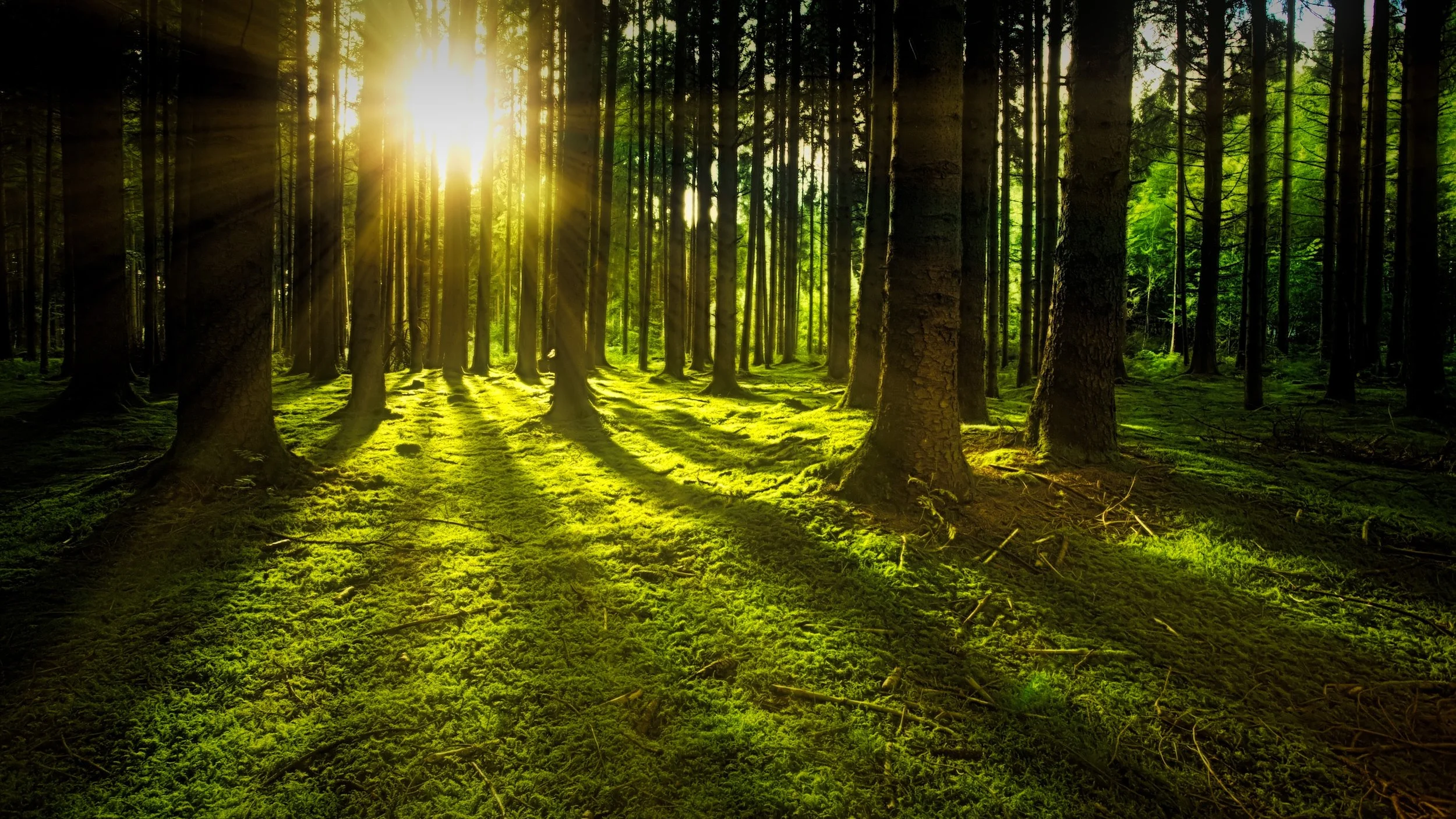 greentrees.jpg
