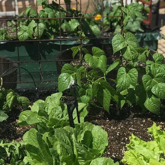 I’ve planted a veggie garden for several seasons now. Thanks to @ronfinleyhq, everybody’s discovering the spiritual peace of growing shit! Follow me @walbergfarms for more of my garden and chickens!