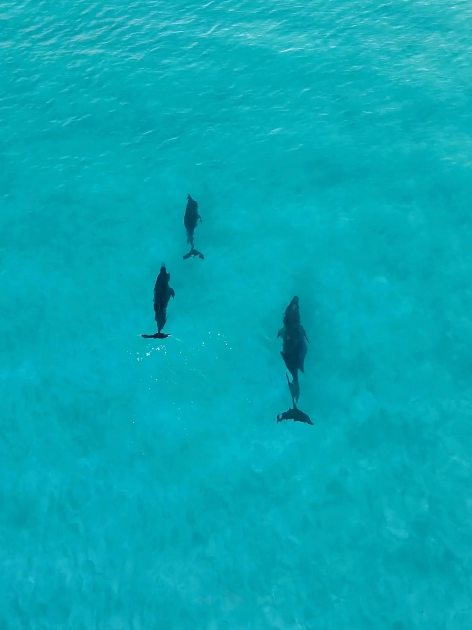 Dolphins From Above