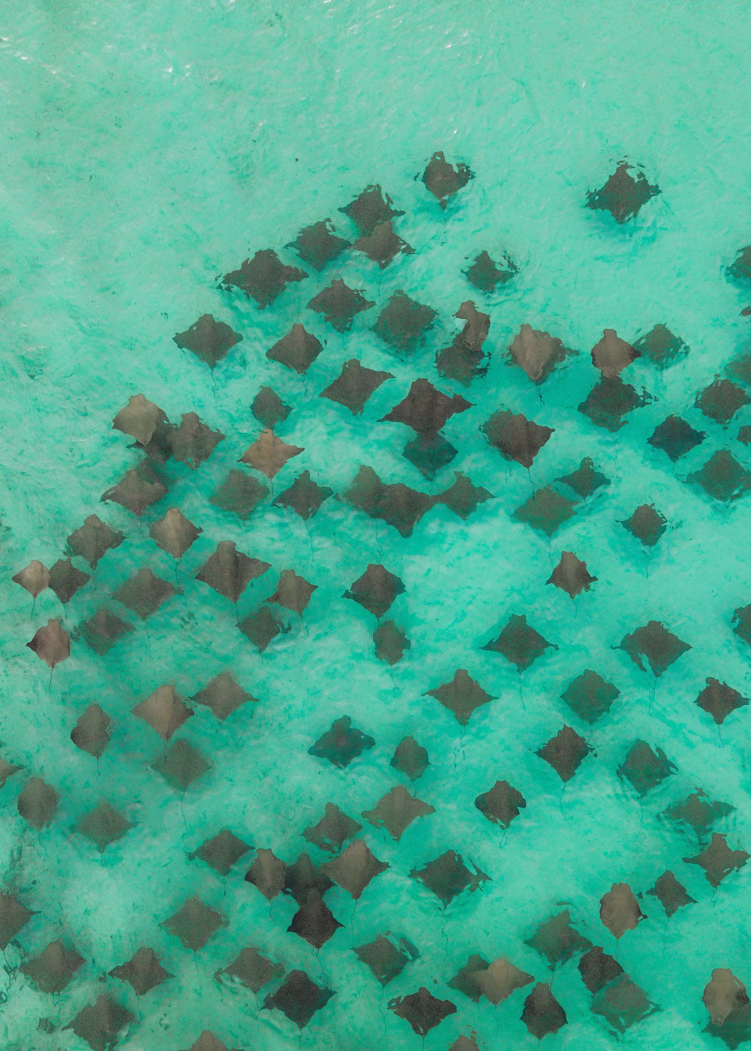dji_fly_20260609_91656 AM_0102_1781014961272_photo.jpeg