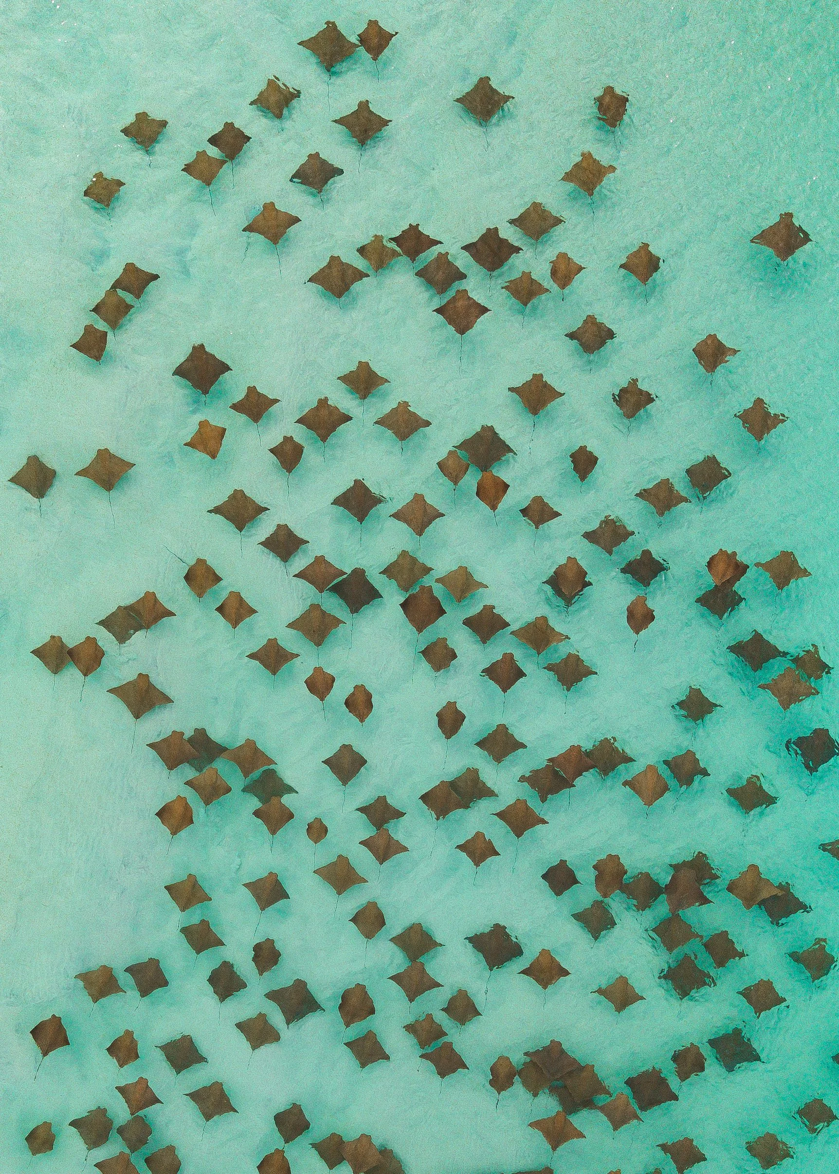 dji_fly_20260609_91056 AM_0057_1781015039951_photo.jpeg