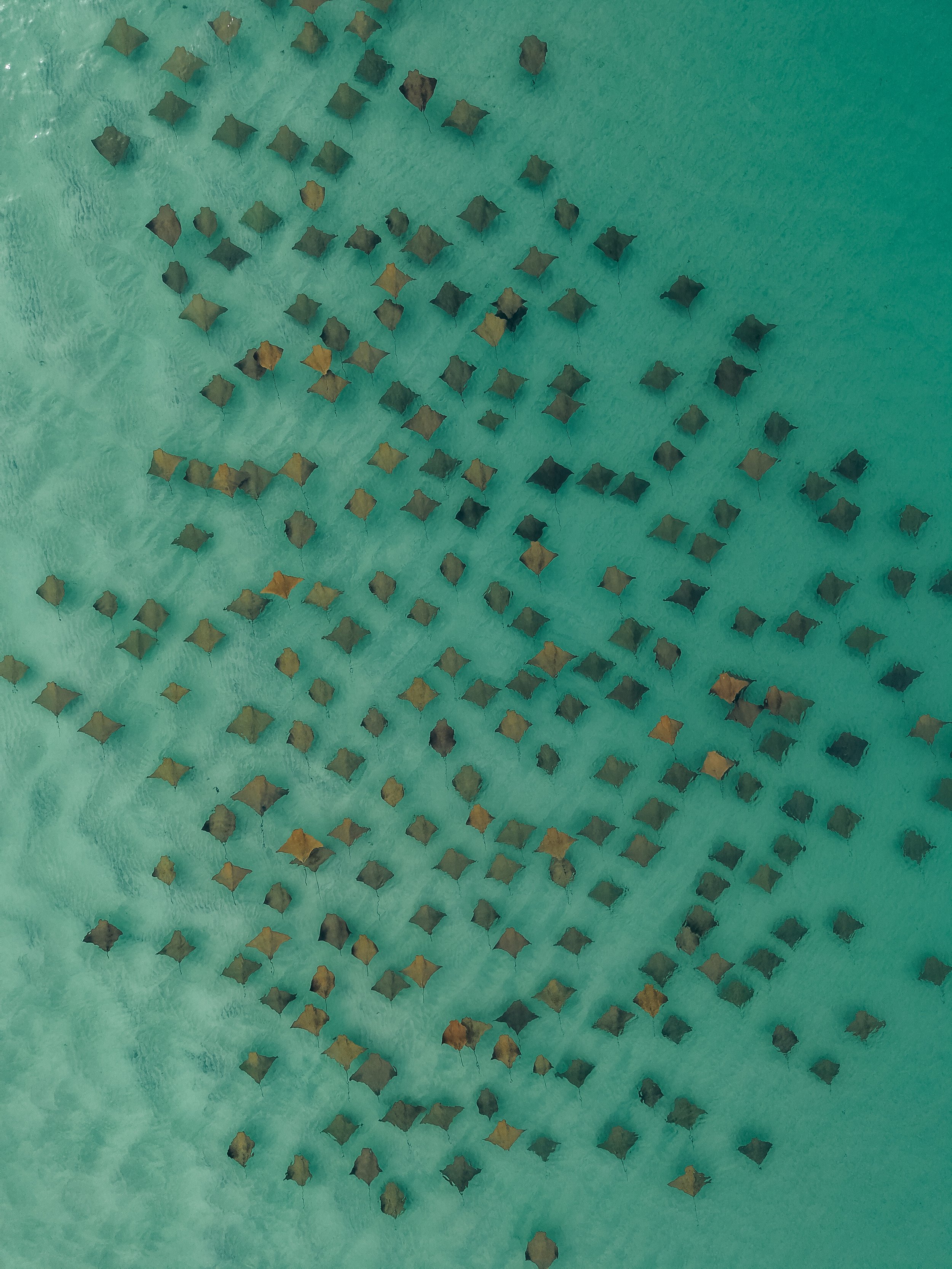 dji_fly_20260609_90818 AM_0027_1781015059419_photo.jpeg
