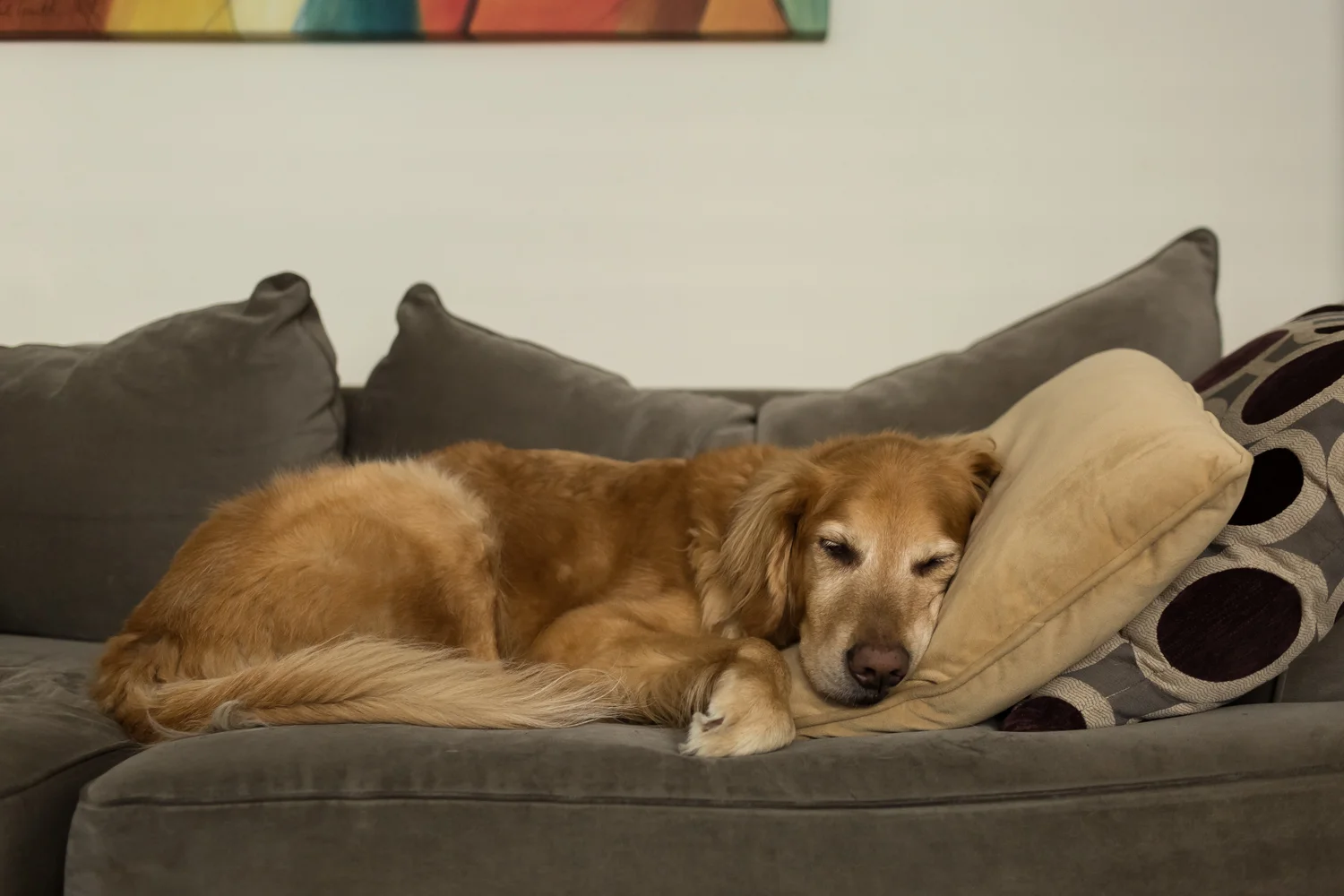 Golden retriever sleeping on a sofa with pillows.