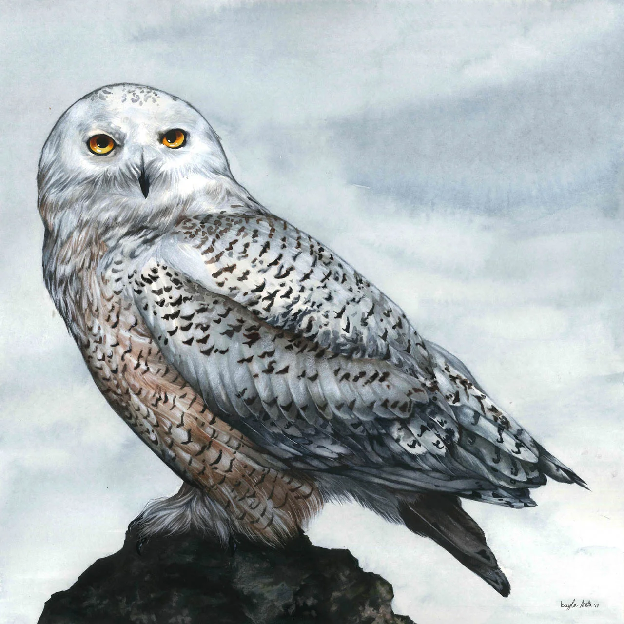 Snowy Owl