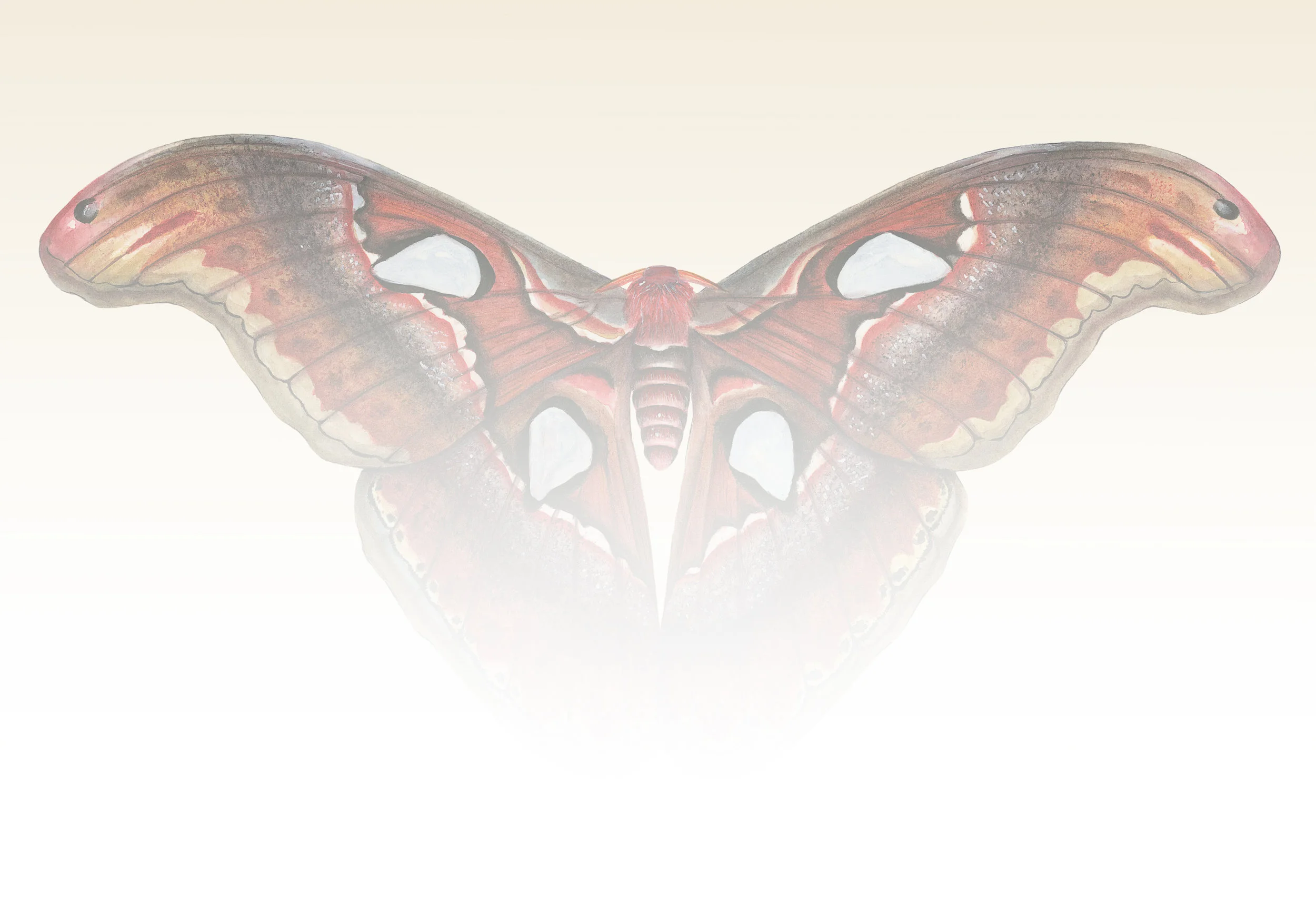 Atlas Moth_paler_bkg.jpg
