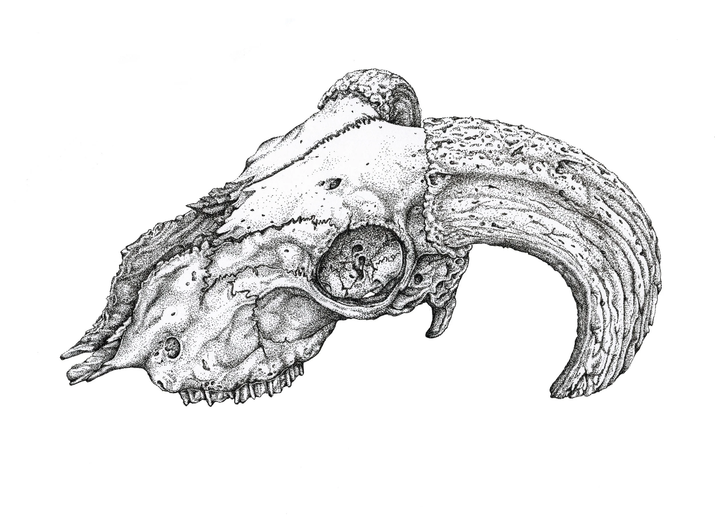 Ram Skull