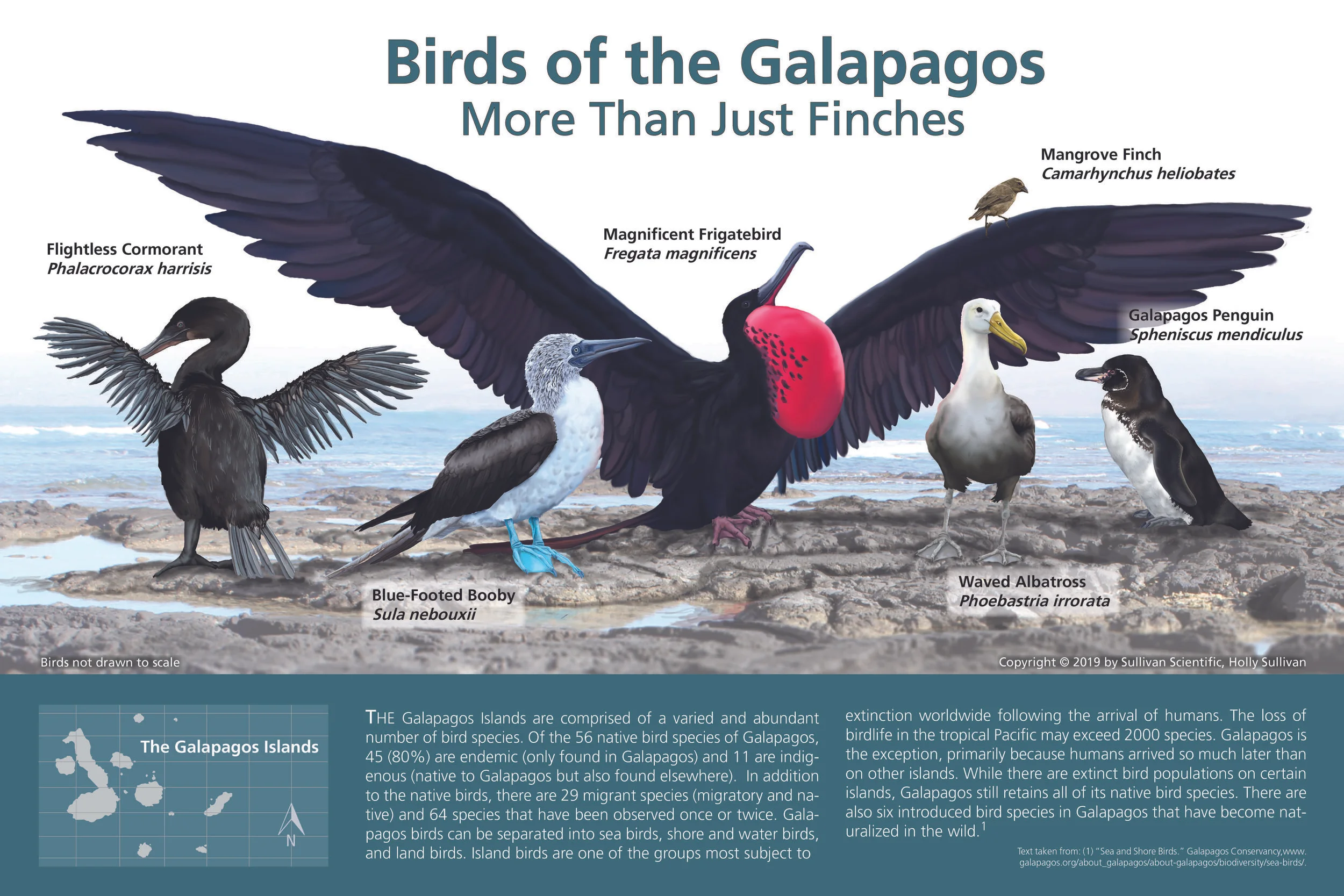 3. Birds of the Galapagos. digital; 2019 - Holly Sullivan.jpg