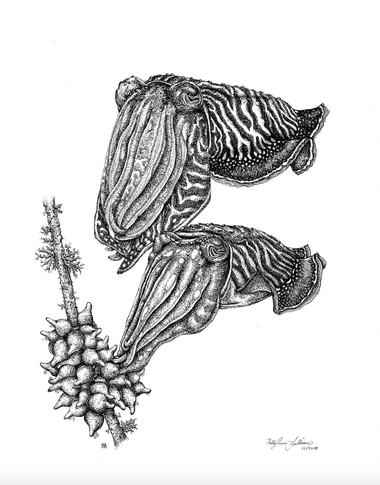 6. Cuttlefish Laying Pair. 11x14, ink; 2018 - Holly Sullivan.jpg