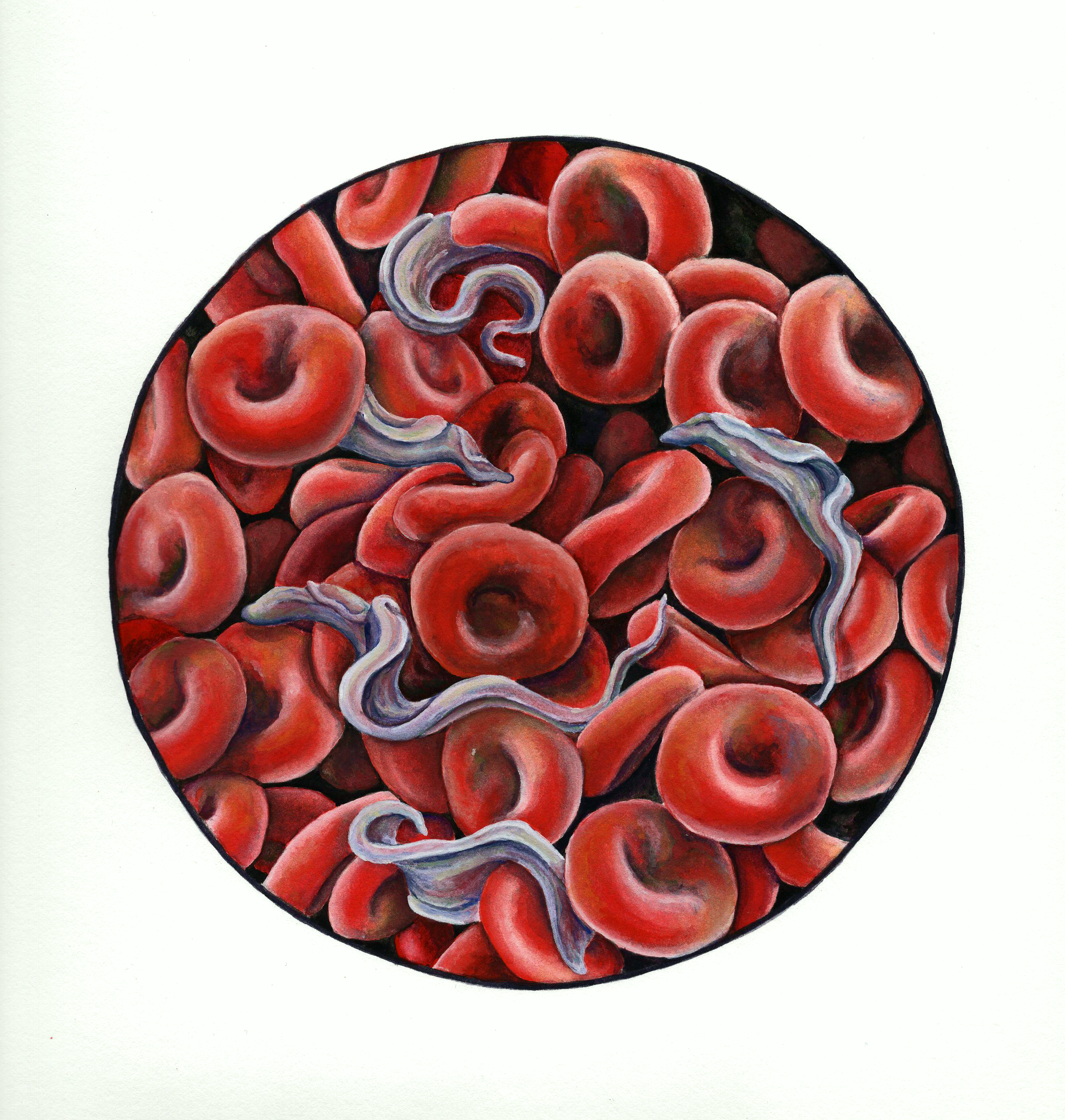 8. Red Blood Cells's with Trypanosomes. 9x12, gouache; 2019 - Holly Sullivan.png