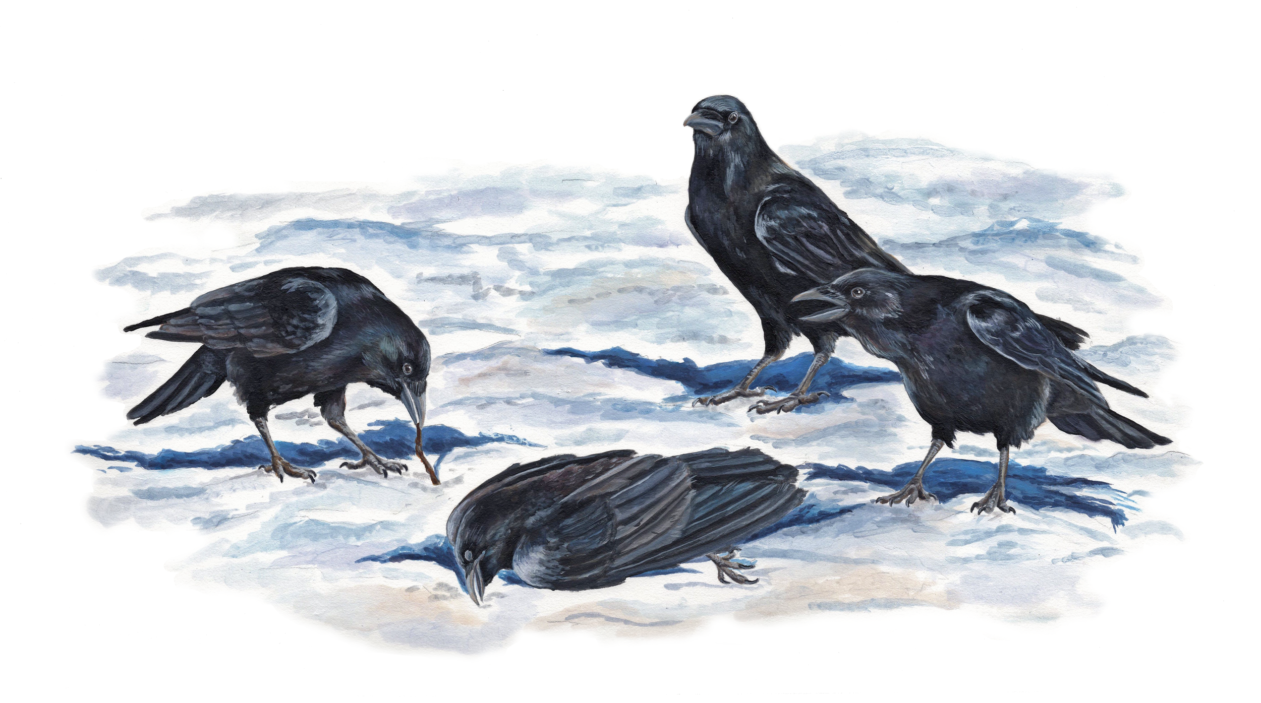 9. Crow Funeral. 17x22, acrylic; 2019 - Holly Sullivan.png