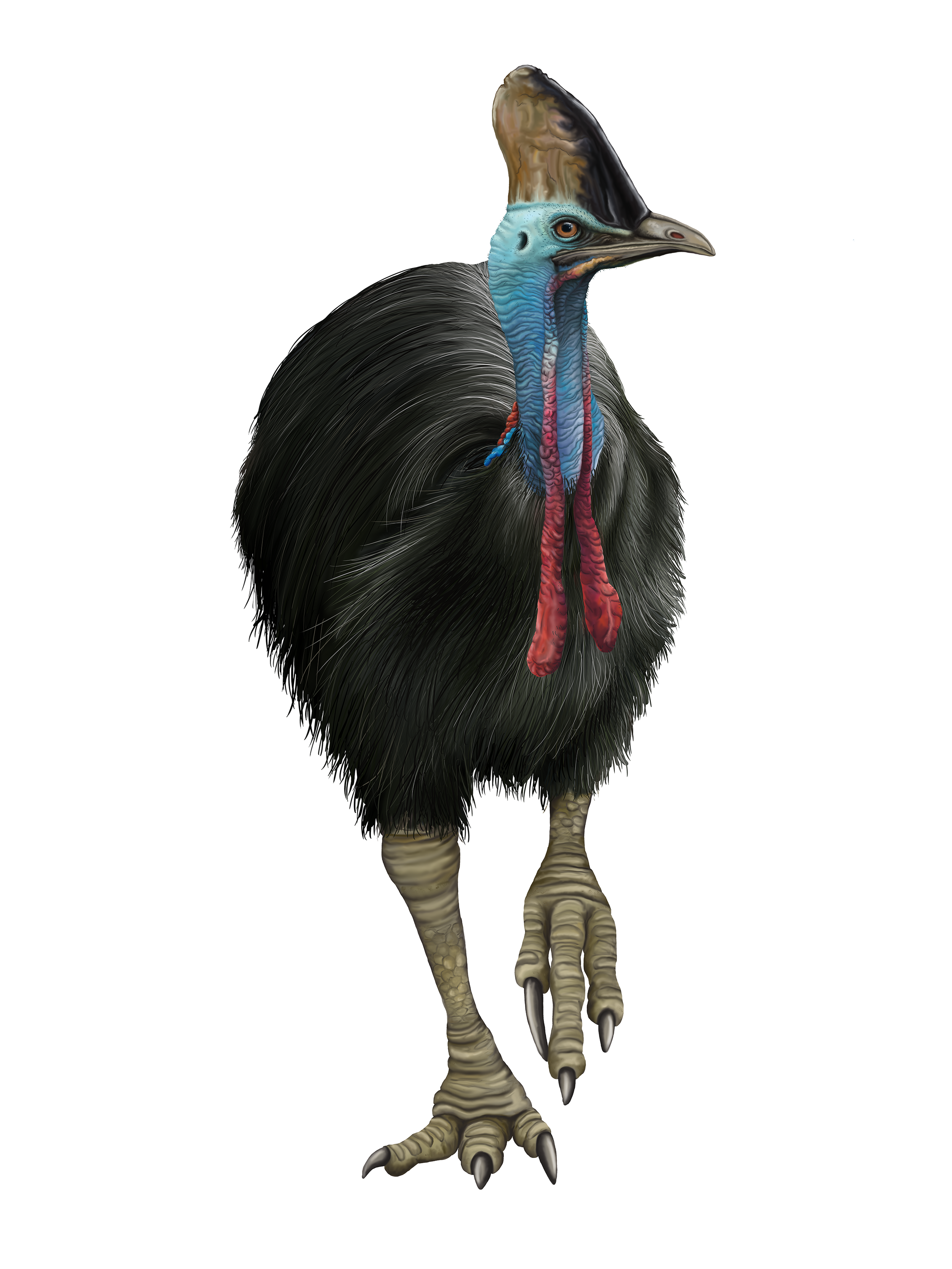 4. The Southern Cassowary. digital; 2019 - Holly Sullivan.png