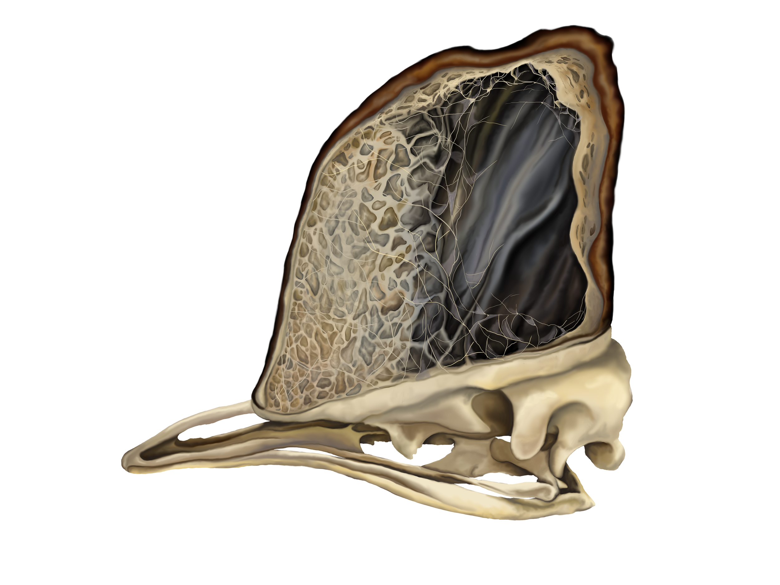 5. Cassowart Casque Cross-section. digital; 2019 - Holly Sullivan.png