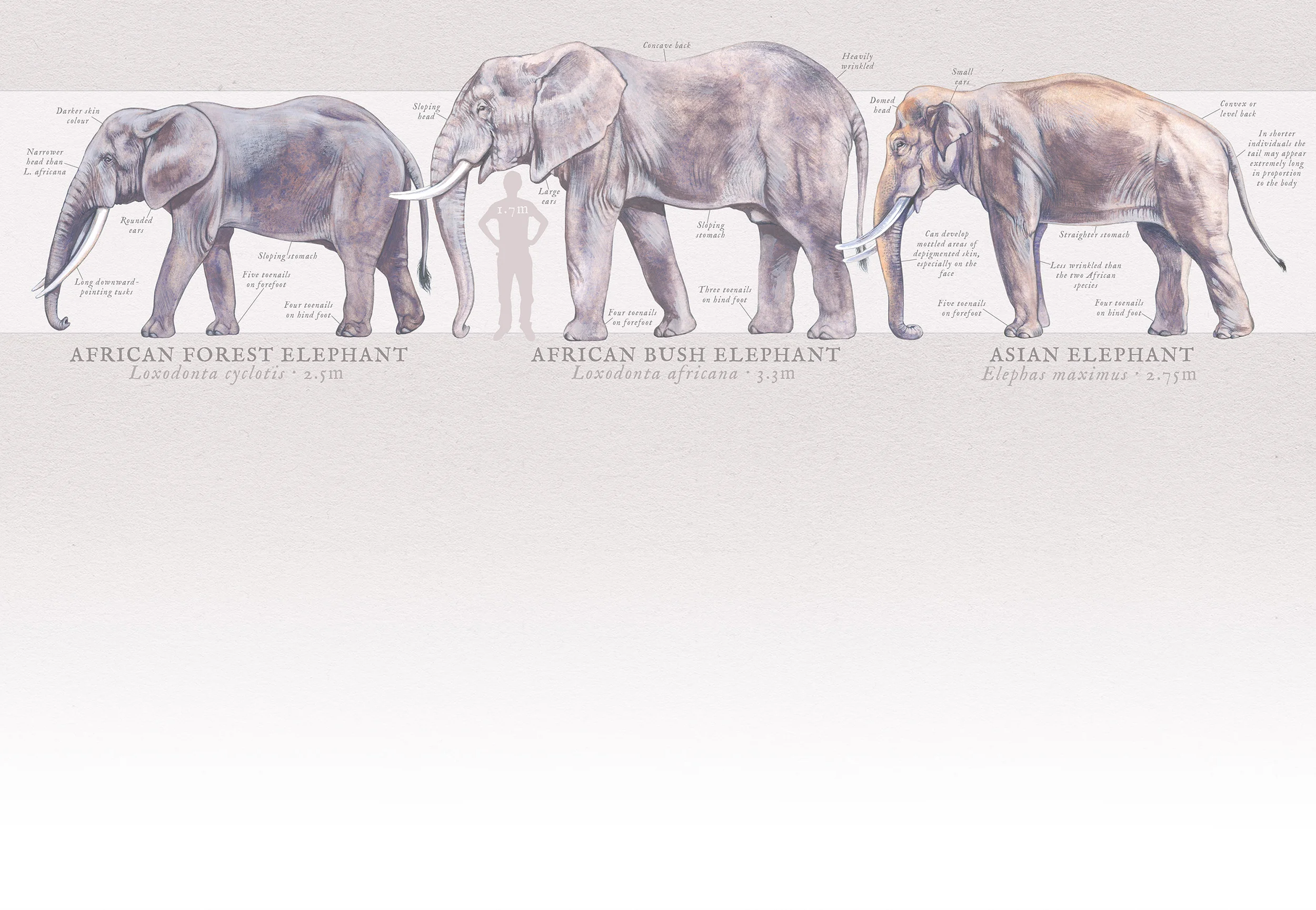 elephants_background_alt.jpg