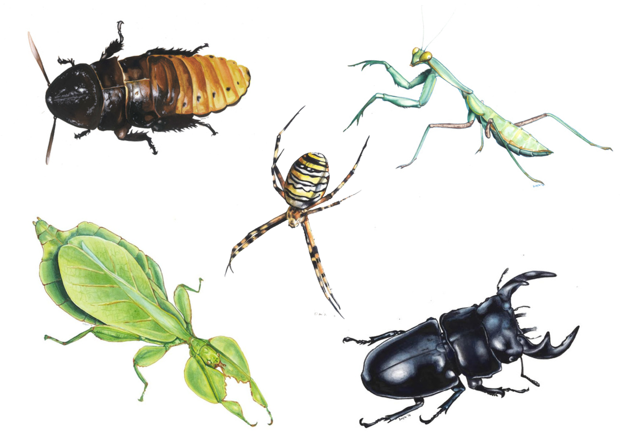 Bugs.png