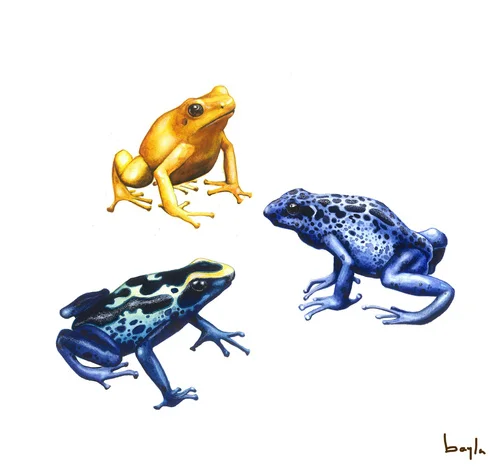 Bayla_Arietta_Poison_Dart_Frogs.jpg