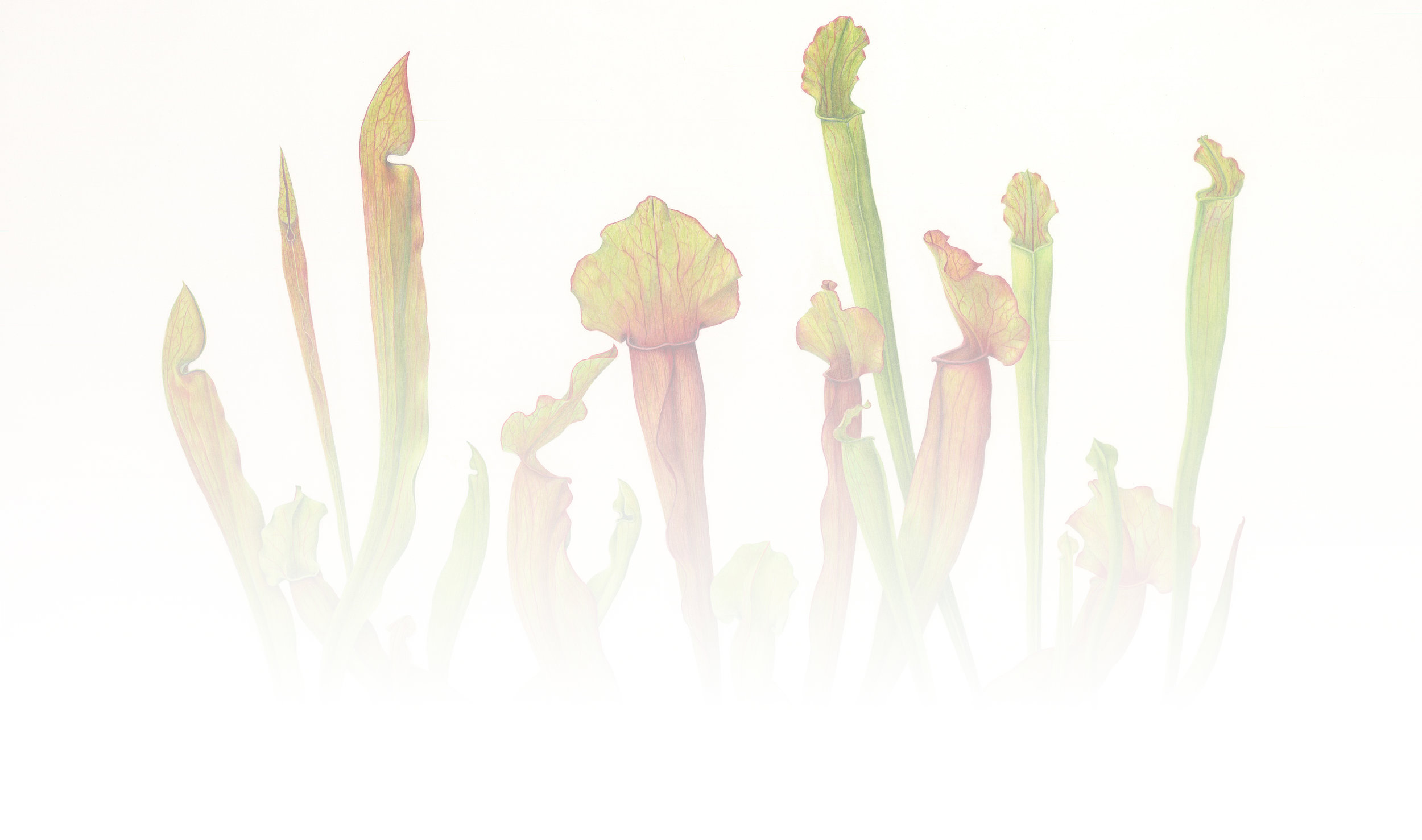 Sarracenia - Melinda Edstein_bkg_lighter.jpg