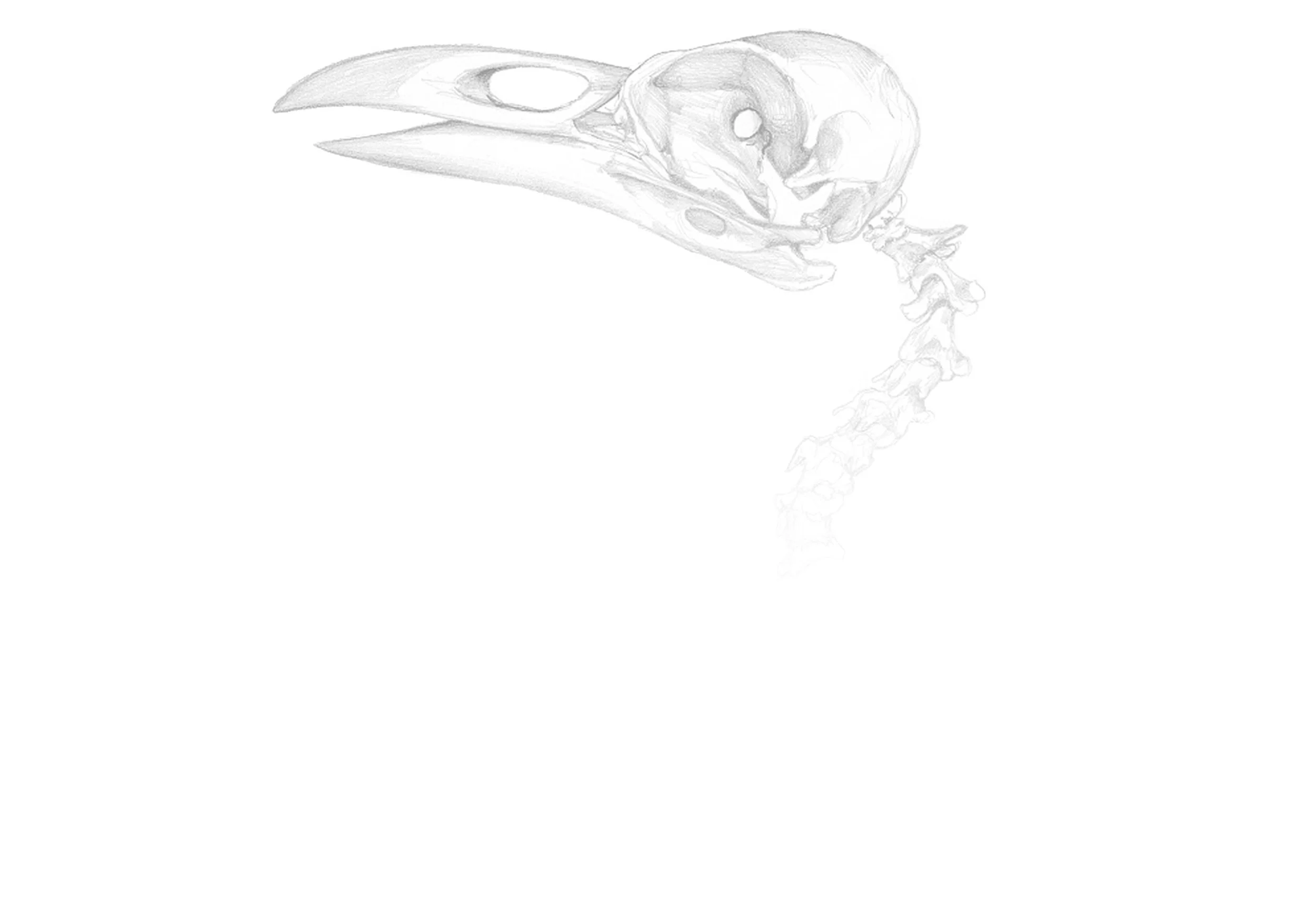 Raven skull_Hazel Adams_bkg.jpg
