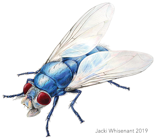 Jacki Whisenant