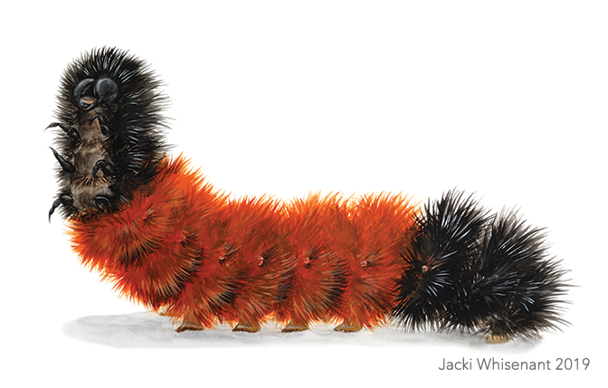 Jacki Whisenant