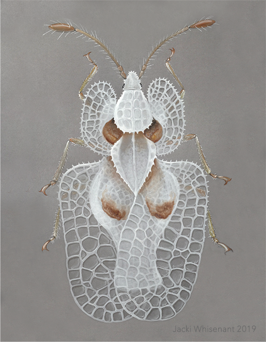 Jacki Whisenant