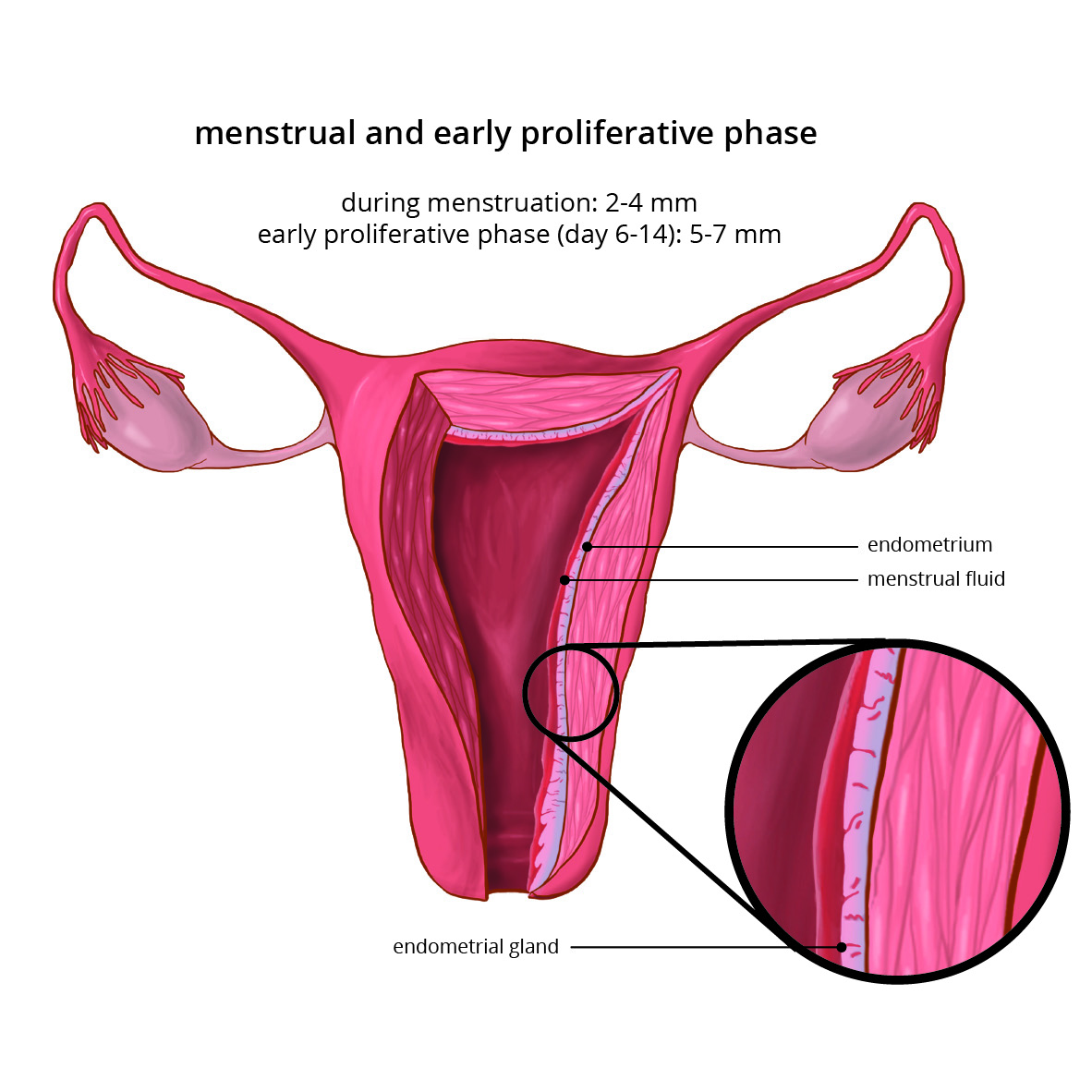 Mentrual proliferative phase_digital_2018 - Tal Bavli.jpg