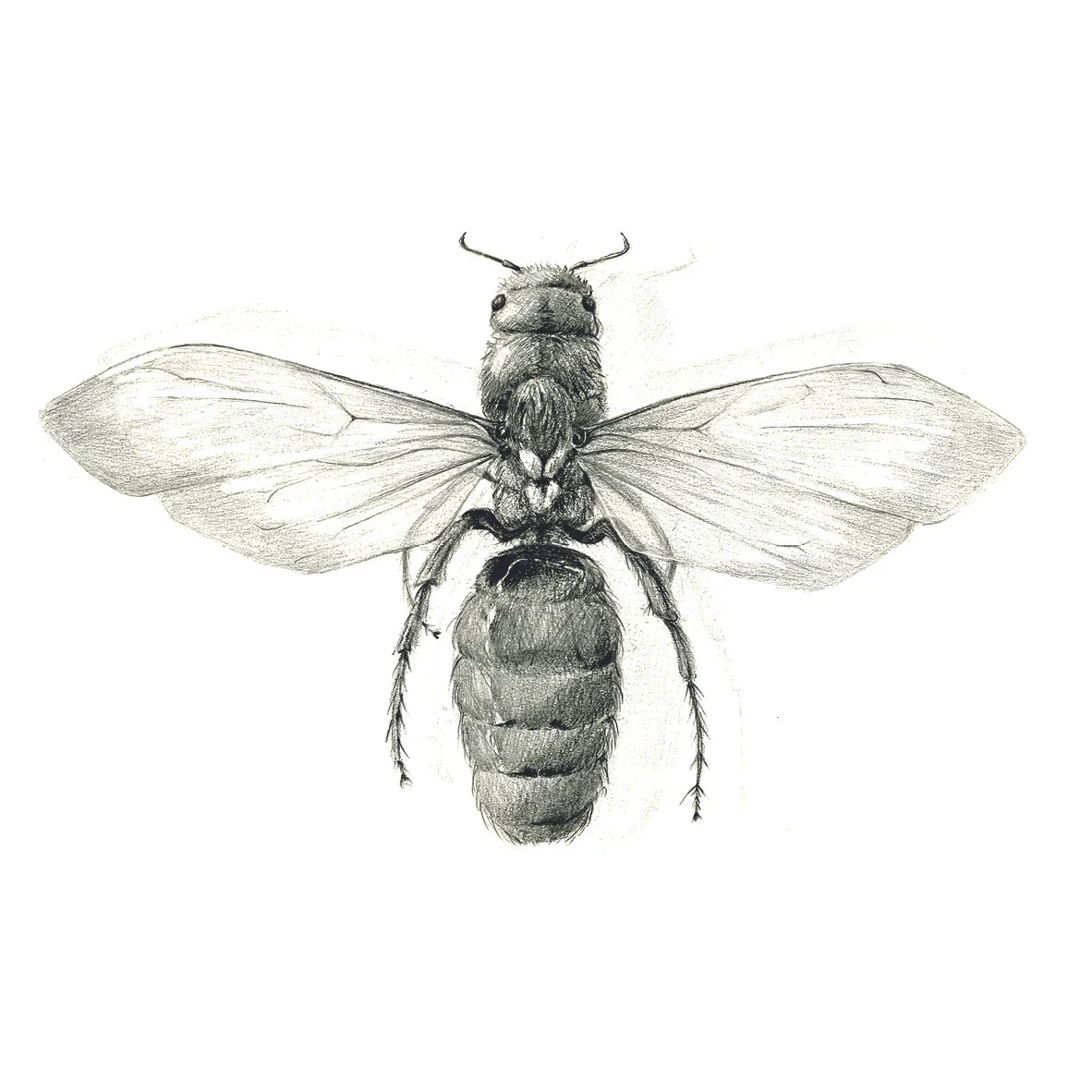 Wasp_Graphite_A4_Sketch_2018 - Tal Bavli.jpg