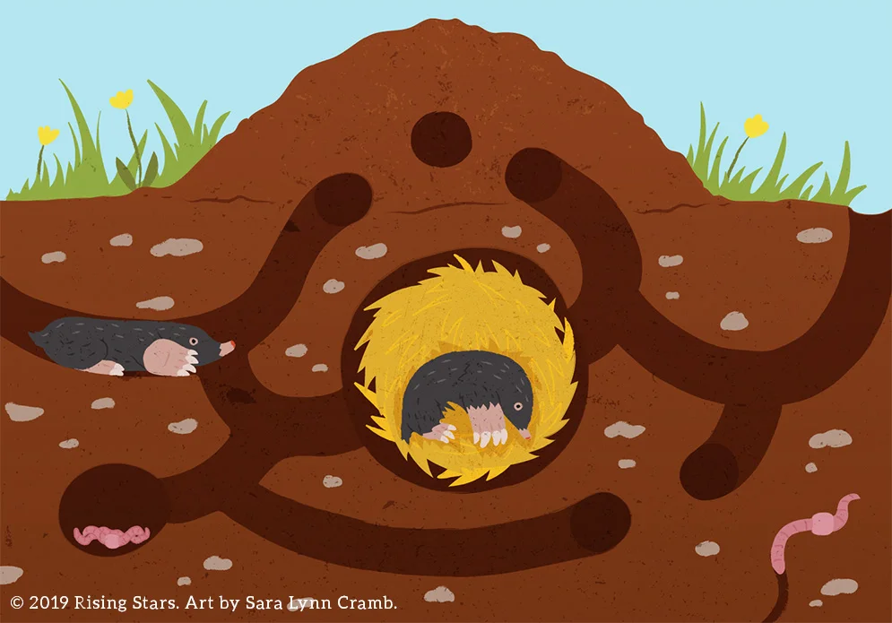 6 mole hill - Sara Lynn Cramb.jpg
