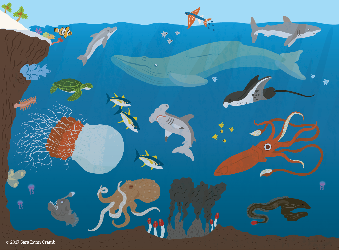 5 Ocean animals - Sara Lynn Cramb.png