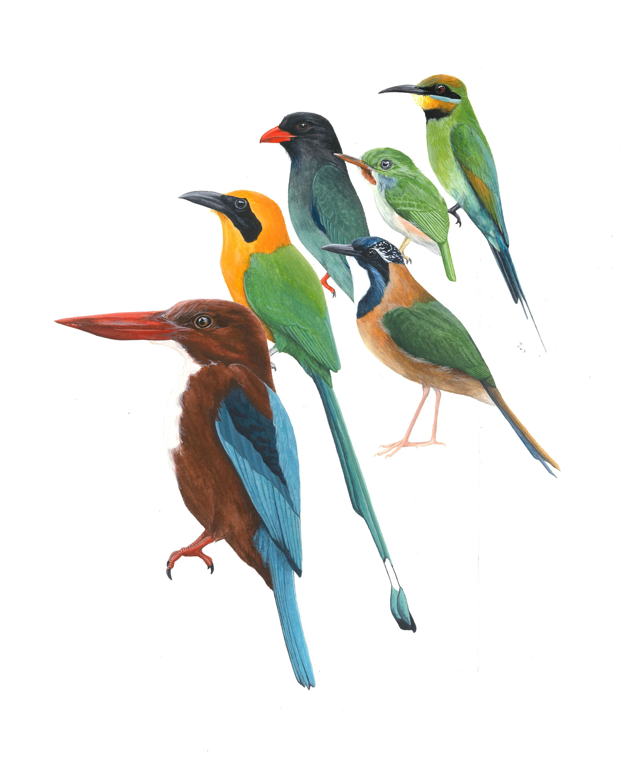 5Coraciiformes - Madison Mayfield.jpg