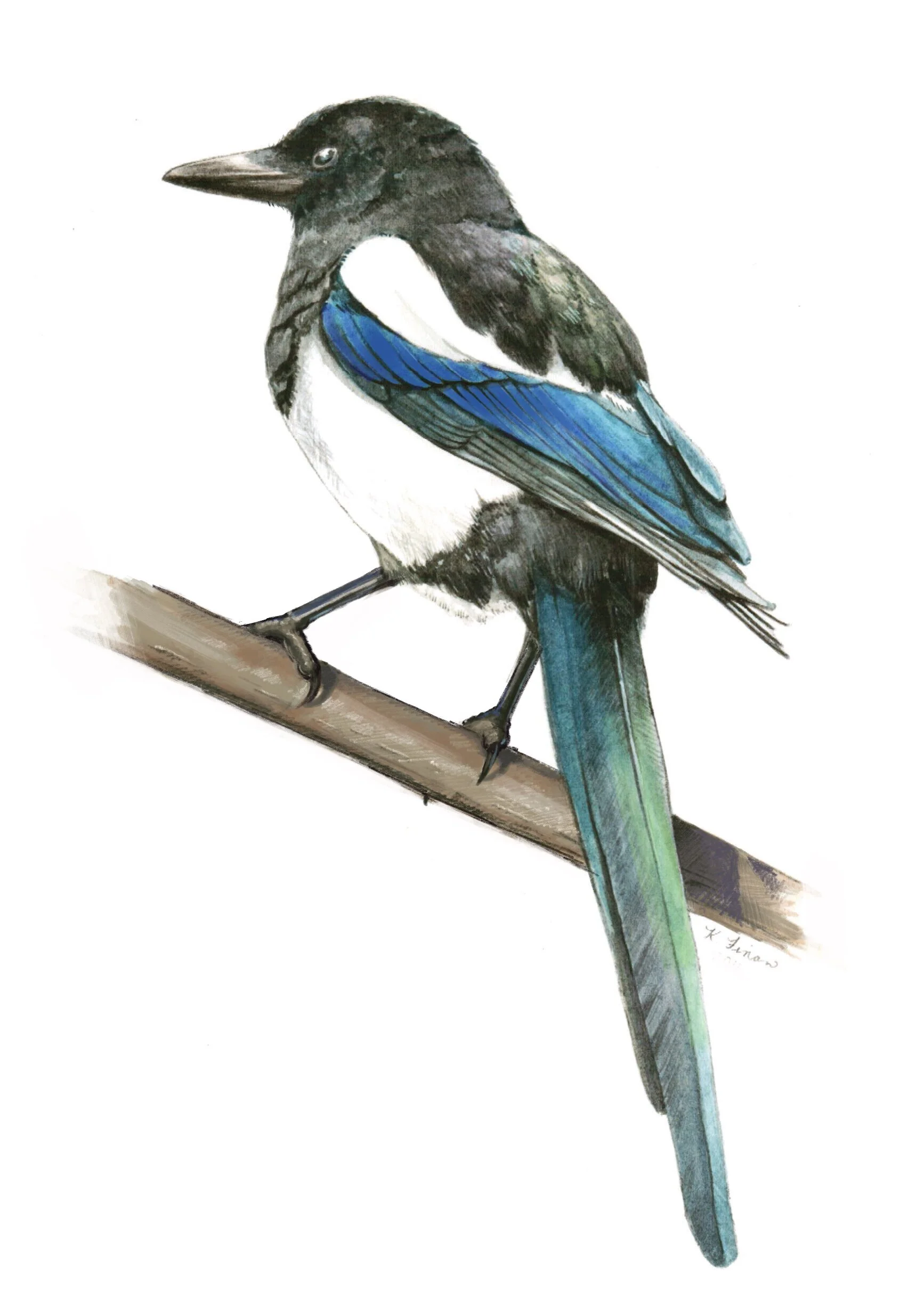 magpie-revised-2019 - Kelly Finan.jpg