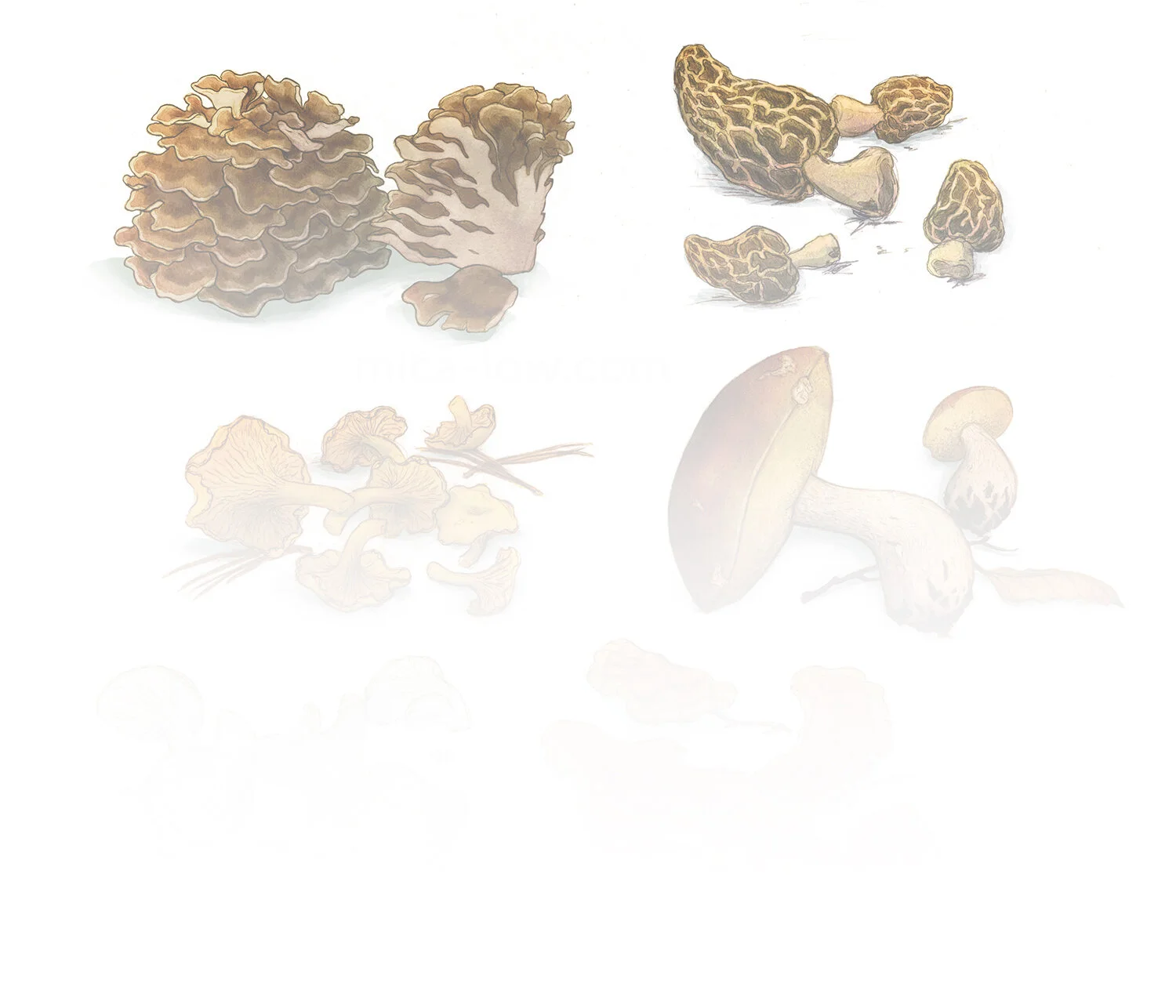 mushrooms-update-background_SFAedit.jpg