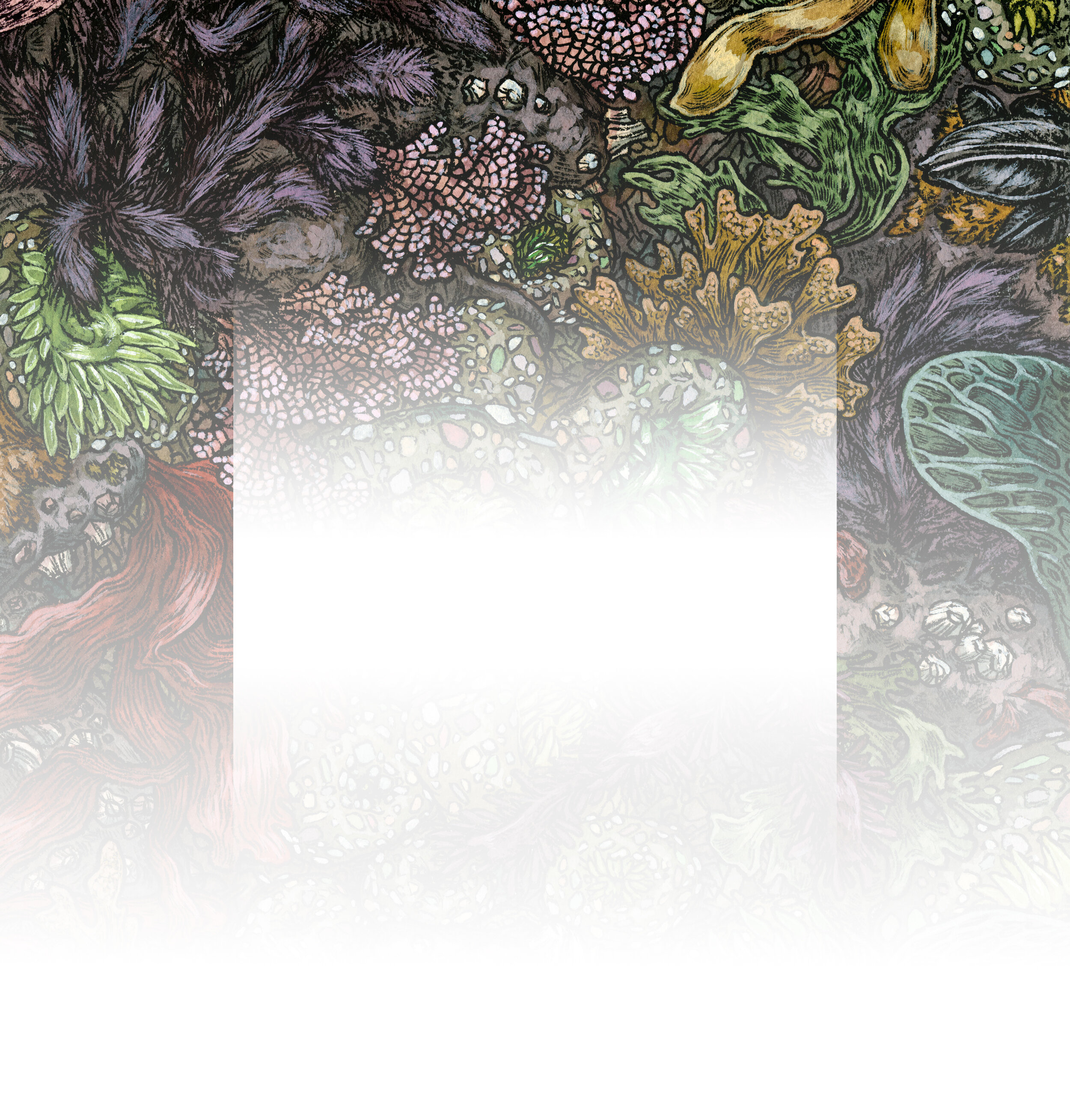 Tidepool_background_alt4.jpg