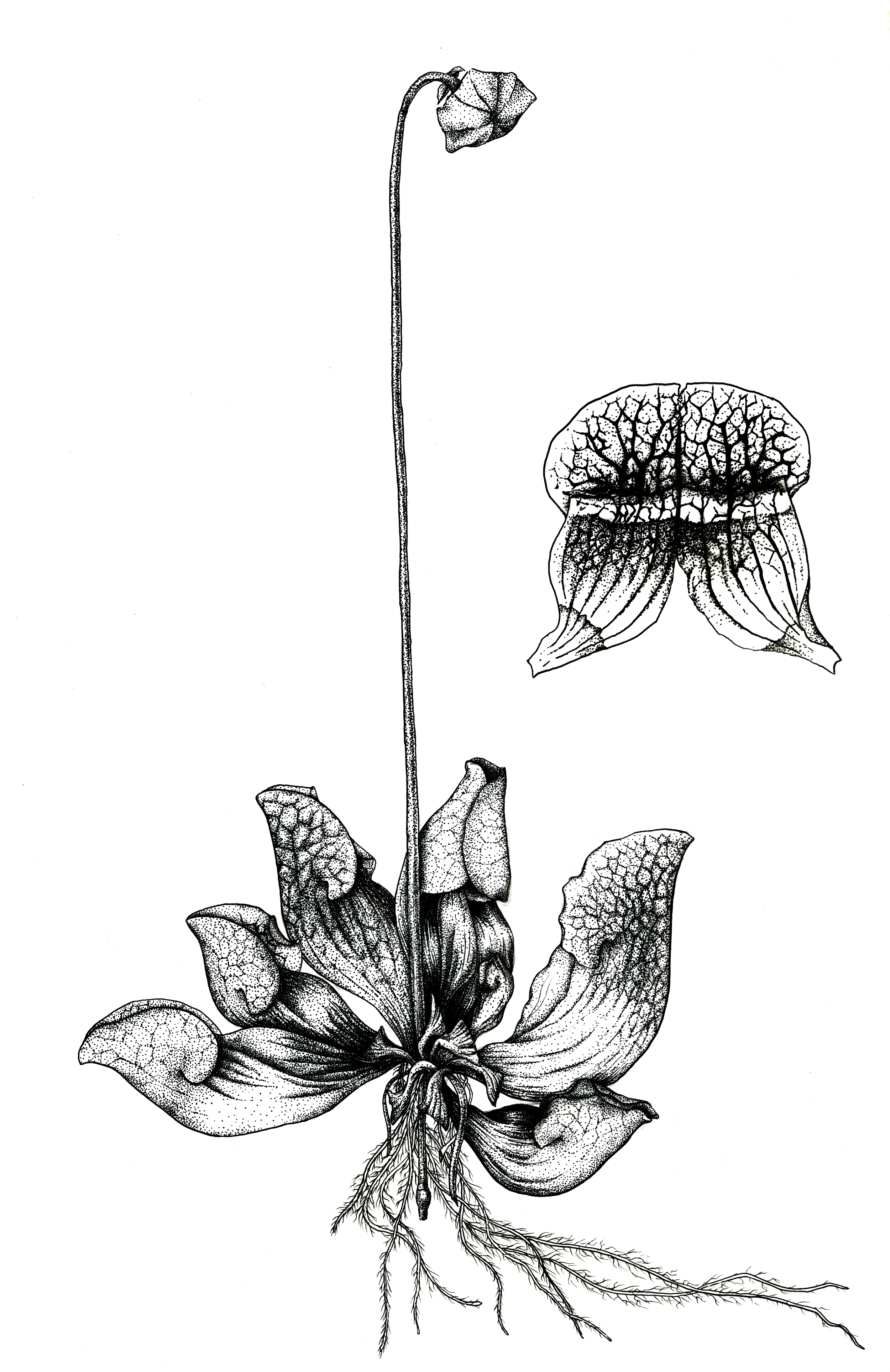 Pitcher plant edited.png
